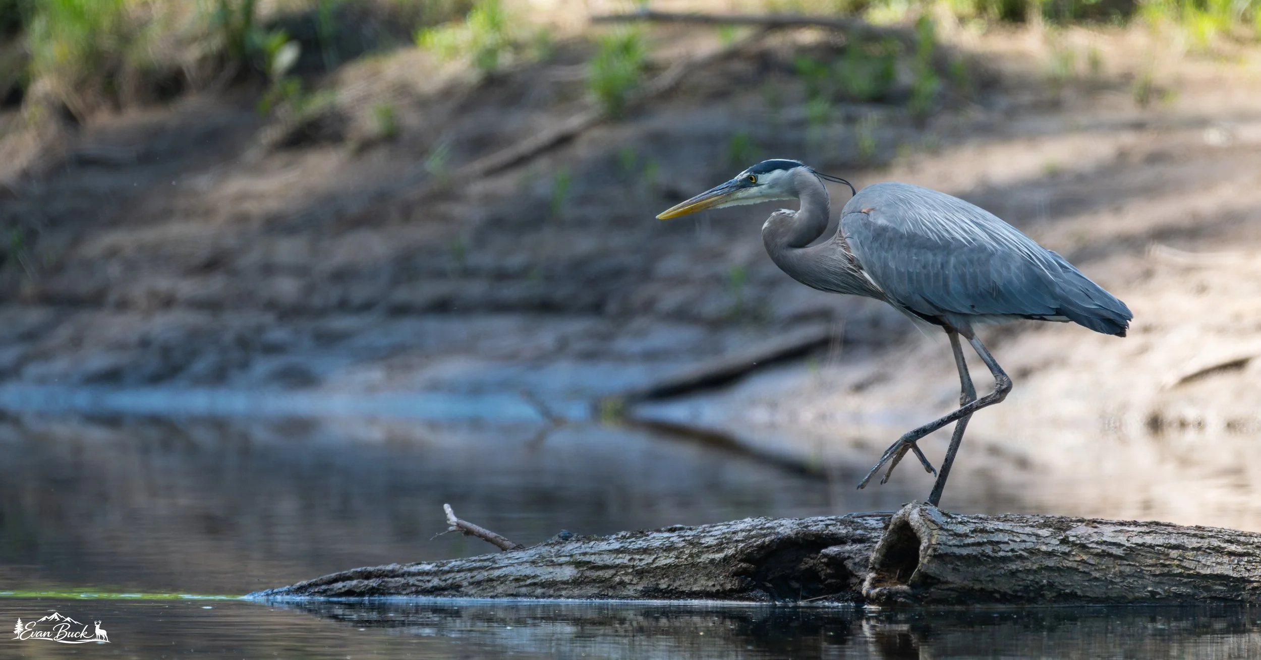 A heron with a long yellow beak and grayish-blue feathers standing on a rock in a shallow body of water, with a blurred, natural background.