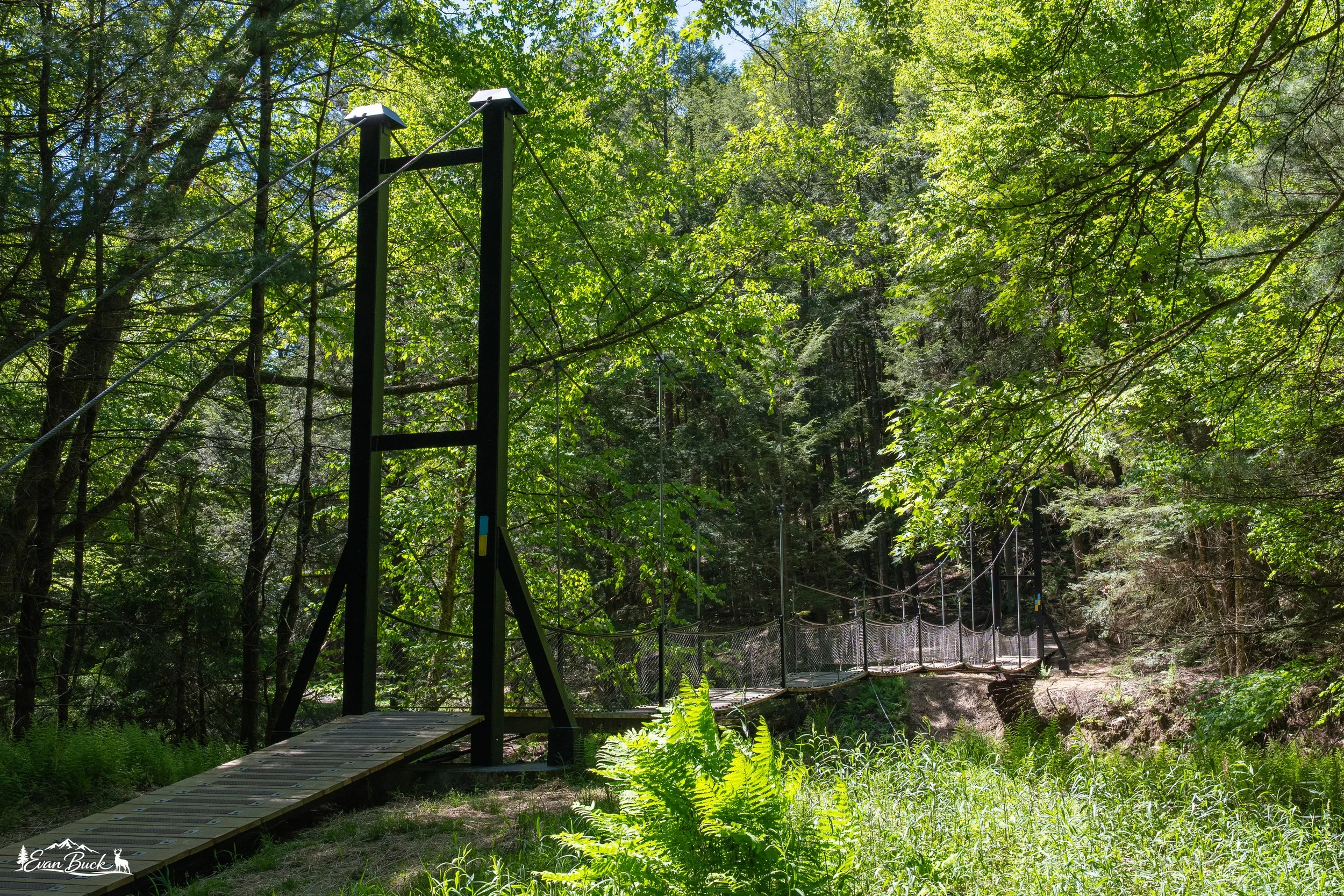 Suspension bridge over a forested area with dense green trees and sunlight filtering through the leaves.
