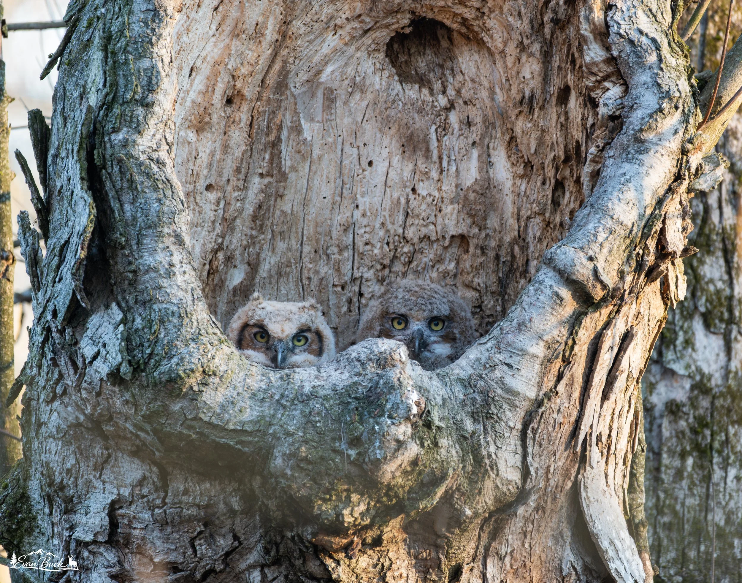 Two baby great horned owls peeking out from their nest in a large hollow in a tree trunk.