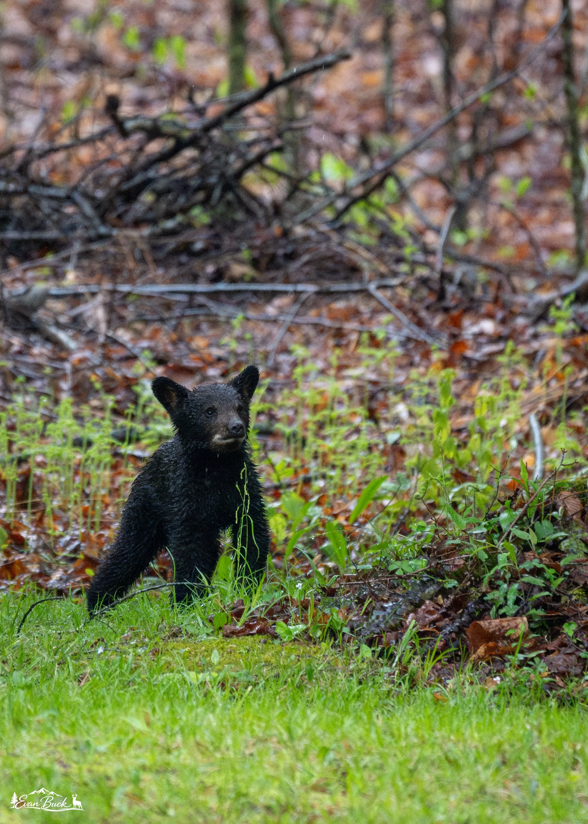 Young black bear standing on green grass in a forest with wet leaves and branches in the background.
