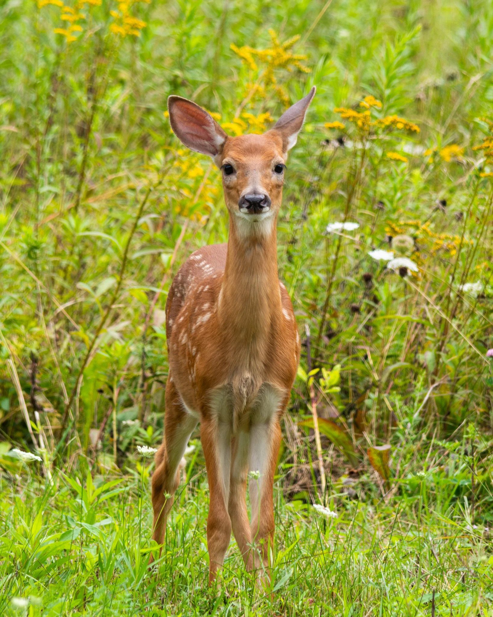 Young deer standing in a green field with yellow and white wildflowers.