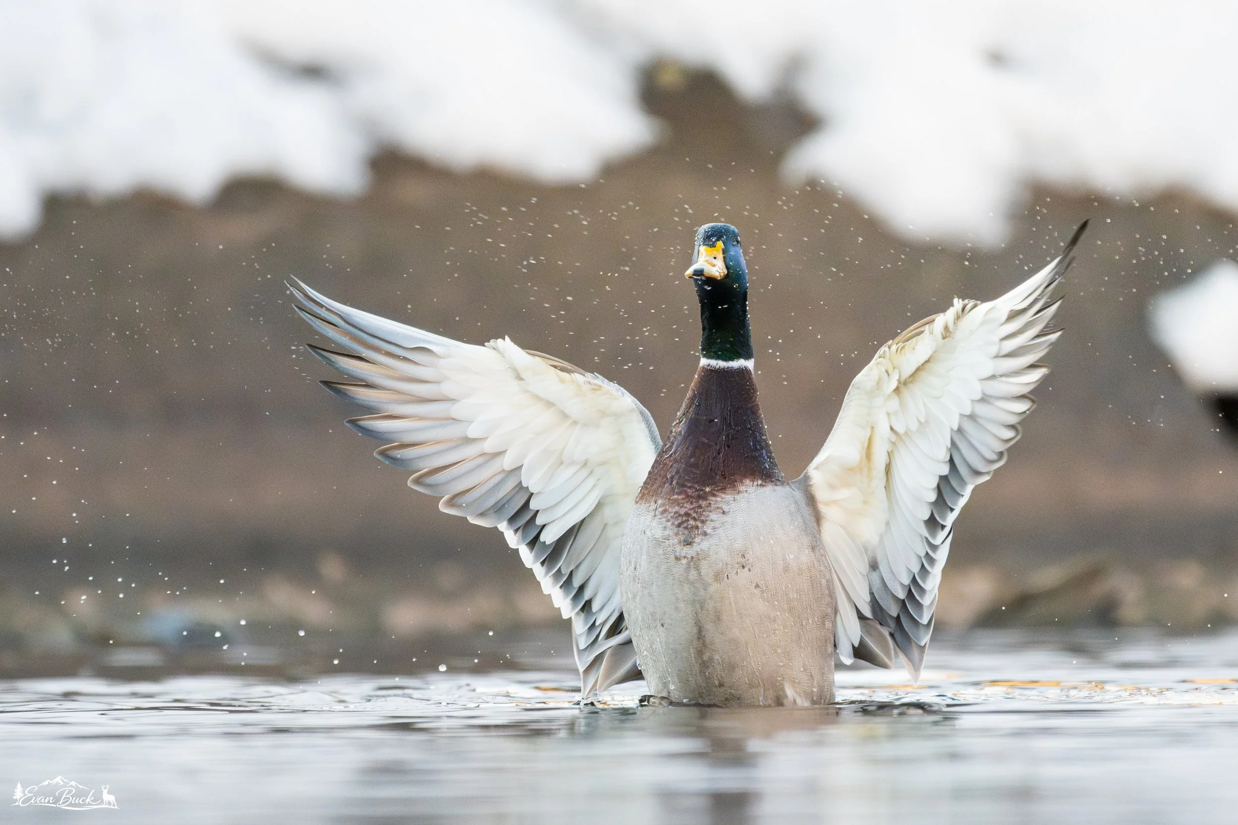 A mallard duck with its wings spread wide, standing in the water with a blurred shoreline background.