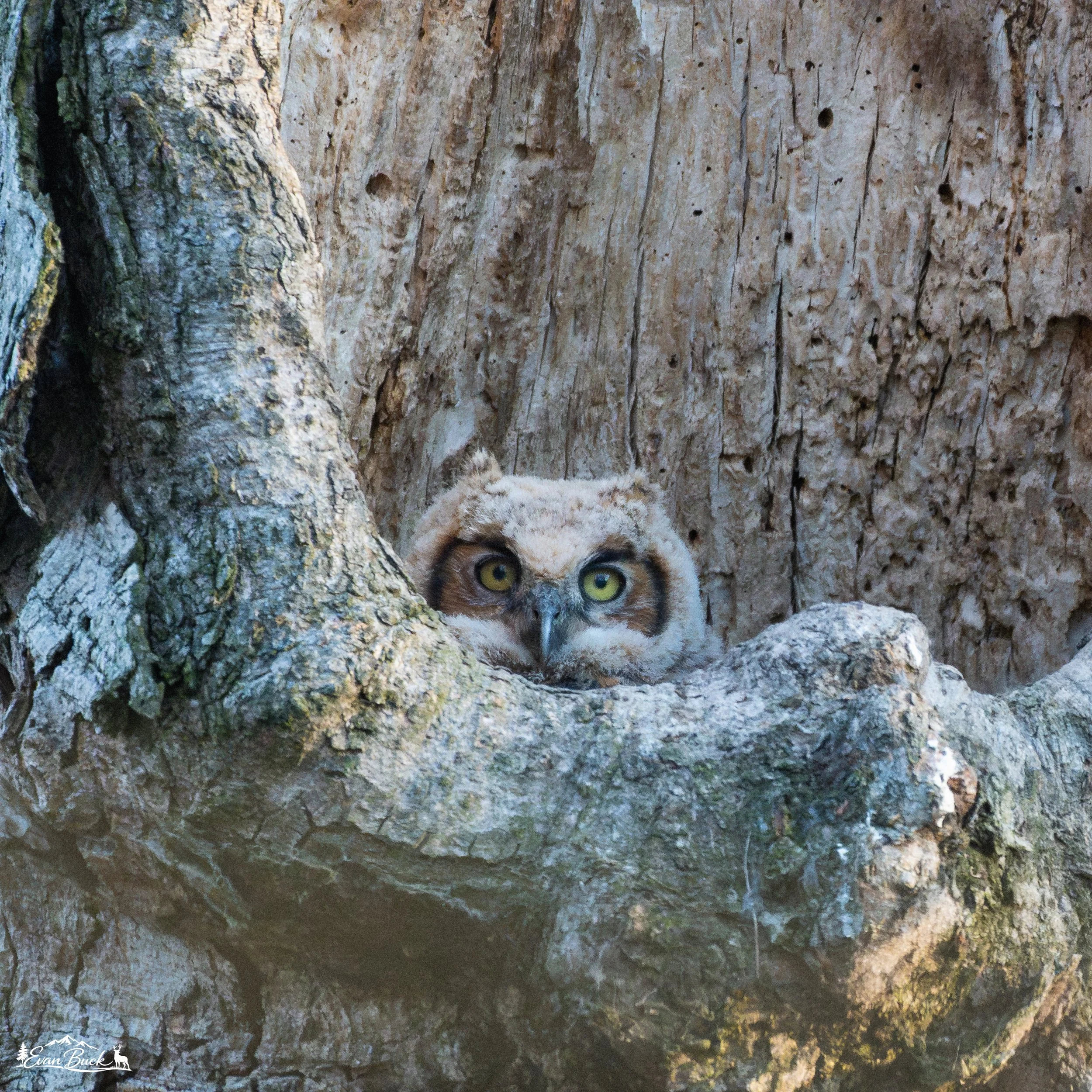 A close-up of a baby great horned owl peeking through a hollowed-out tree trunk, with only its head visible and intense yellow eyes looking forward.