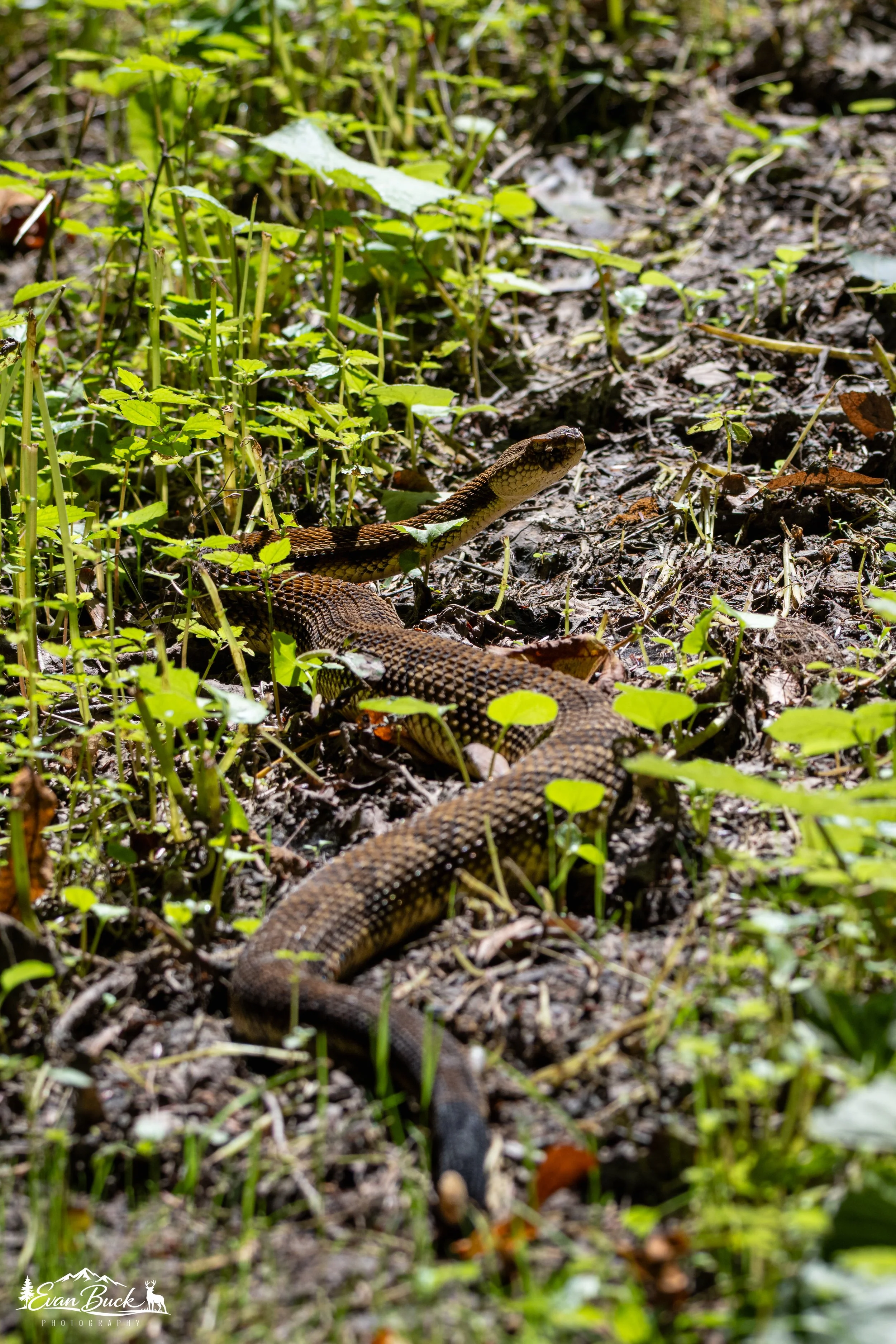 The image shows a snake on the forest floor surrounded by green plants and leaves.