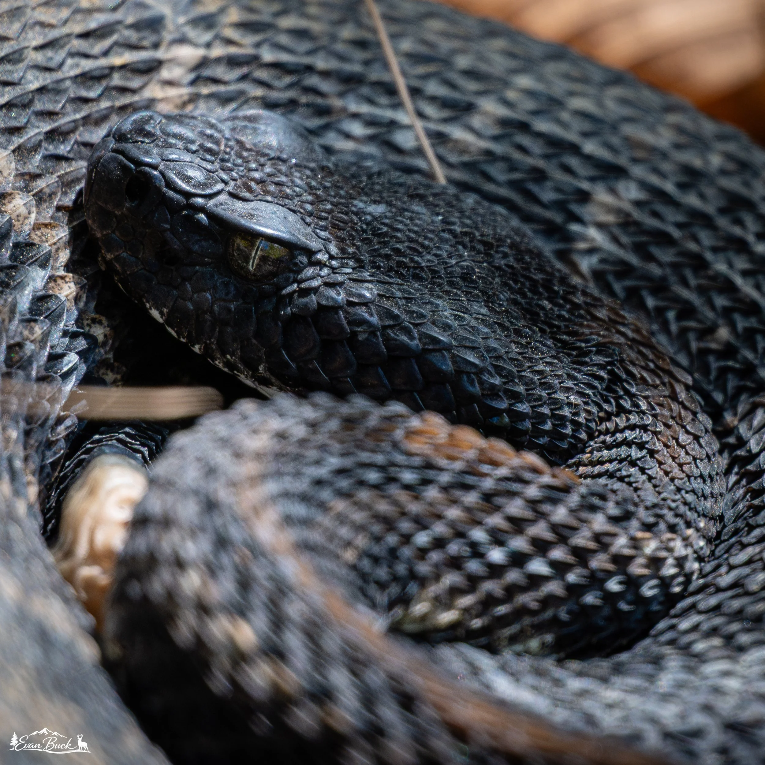 Close-up of a rattlesnake with textured scales, curled up.