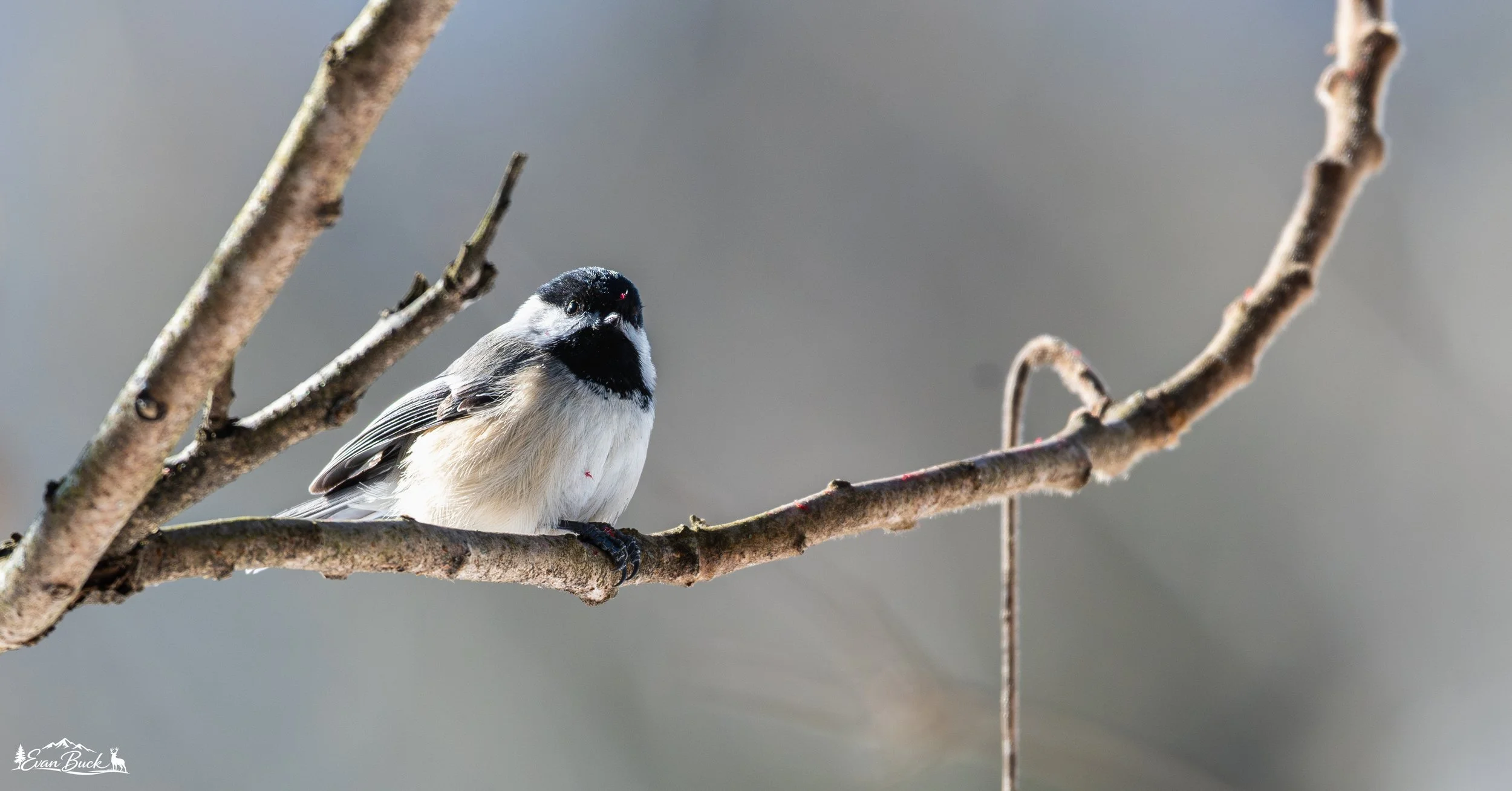 A small bird with black and white markings perched on a thin tree branch against a blurred neutral background.