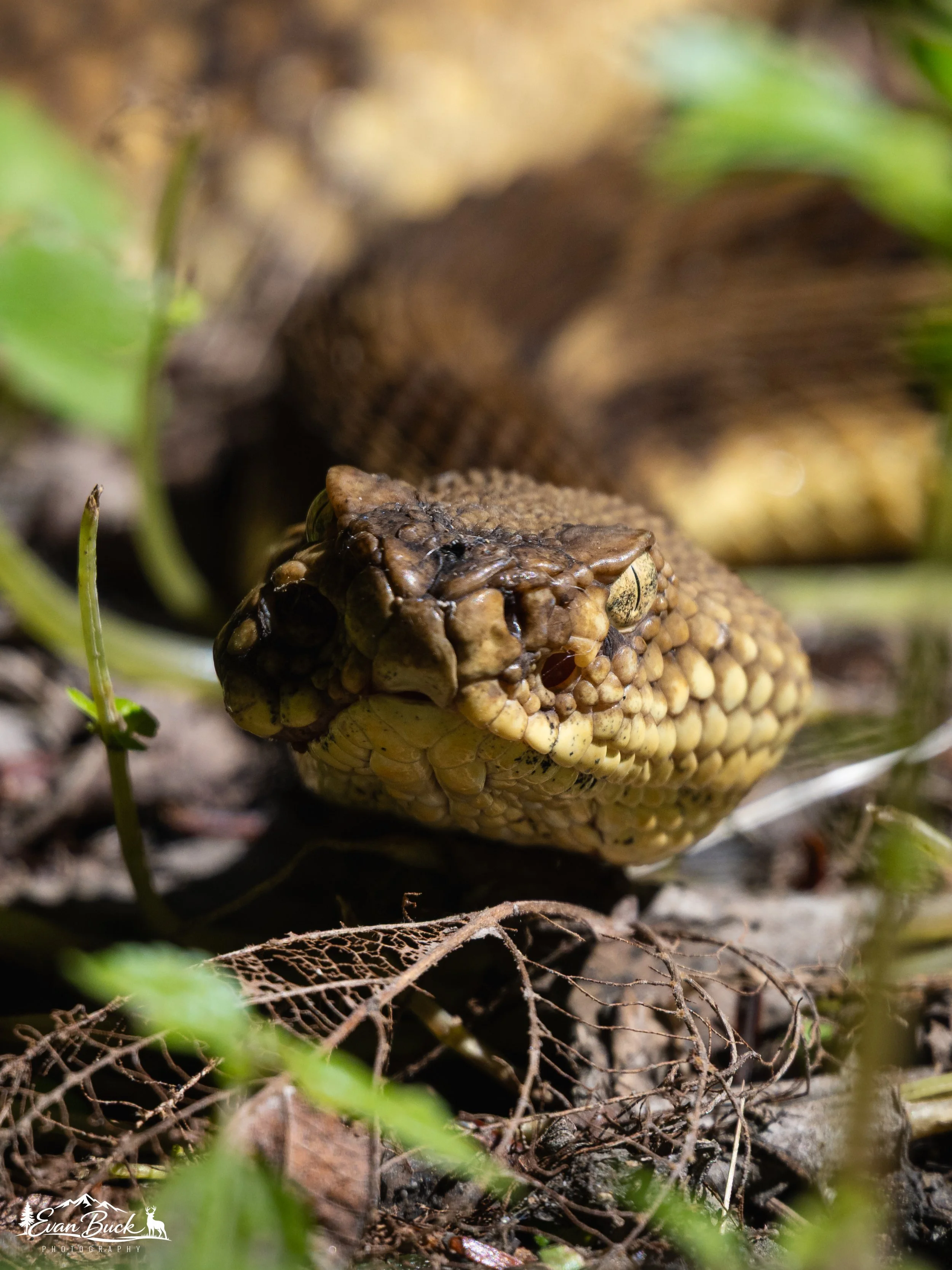 Close-up of a yellow phase timber rattlesnake on the forest floor among leaves and twigs.