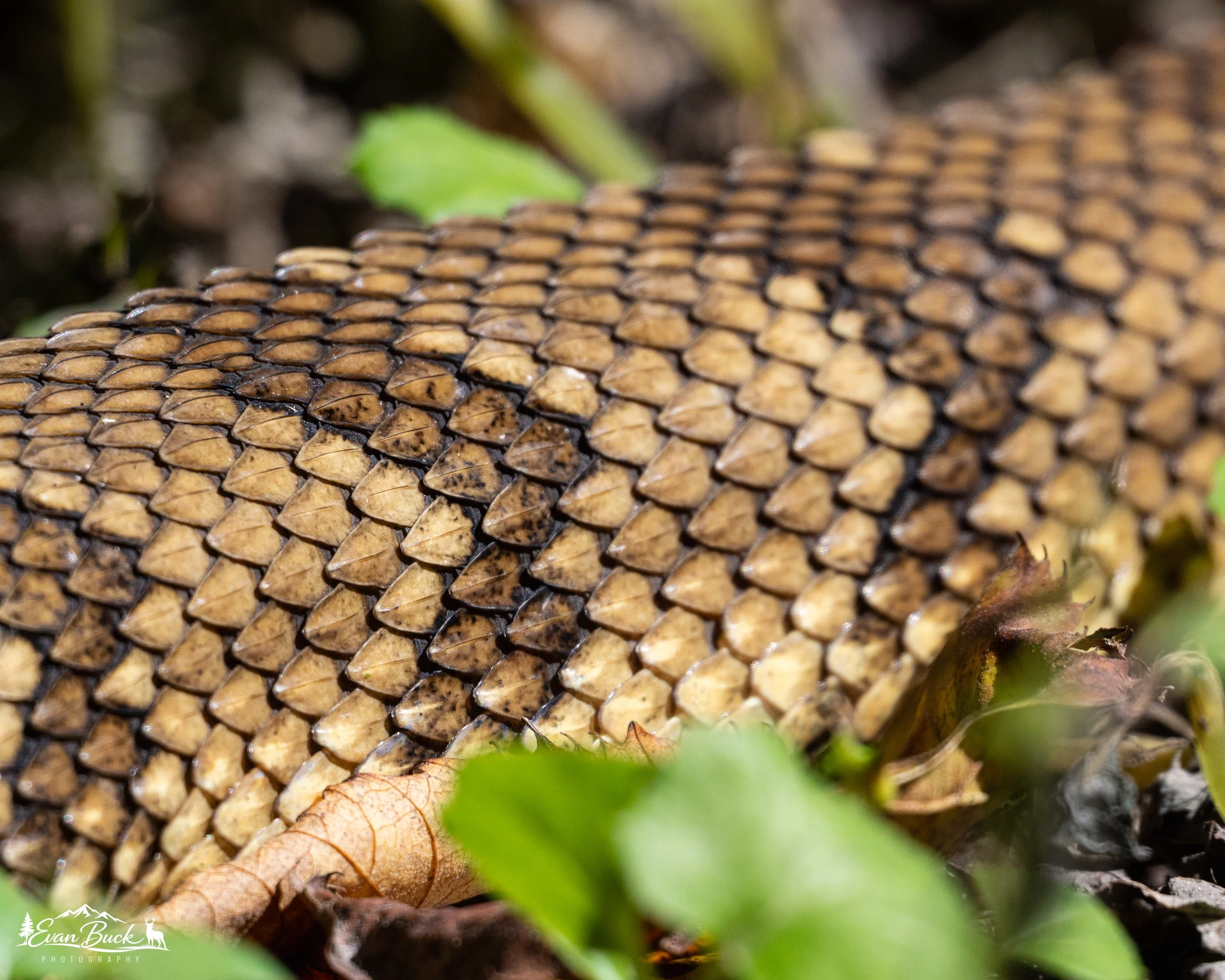Close-up of a timber rattlesnake surrounded by fallen leaves and green foliage on the ground.