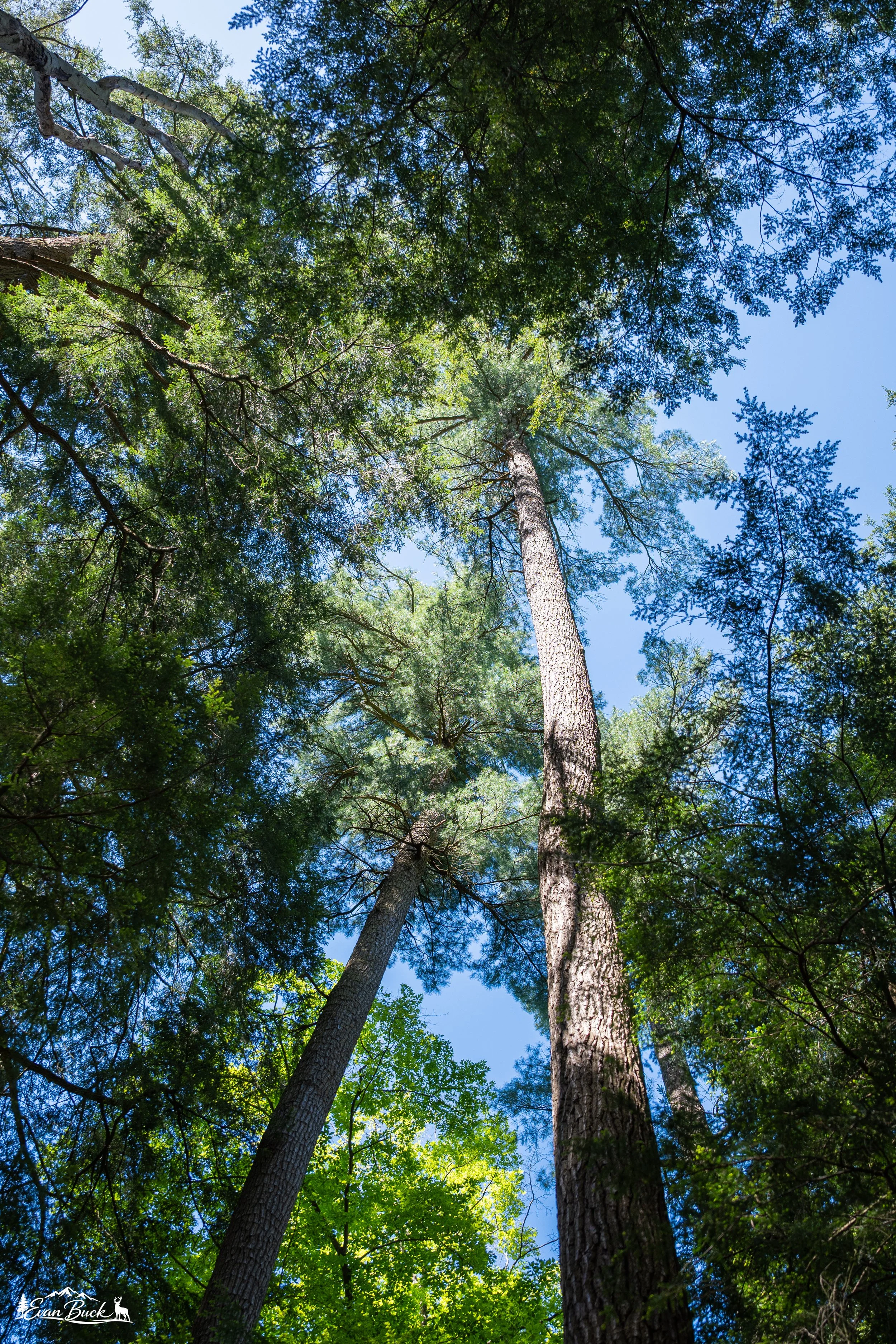 Looking up at tall trees with green leaves and a clear blue sky.