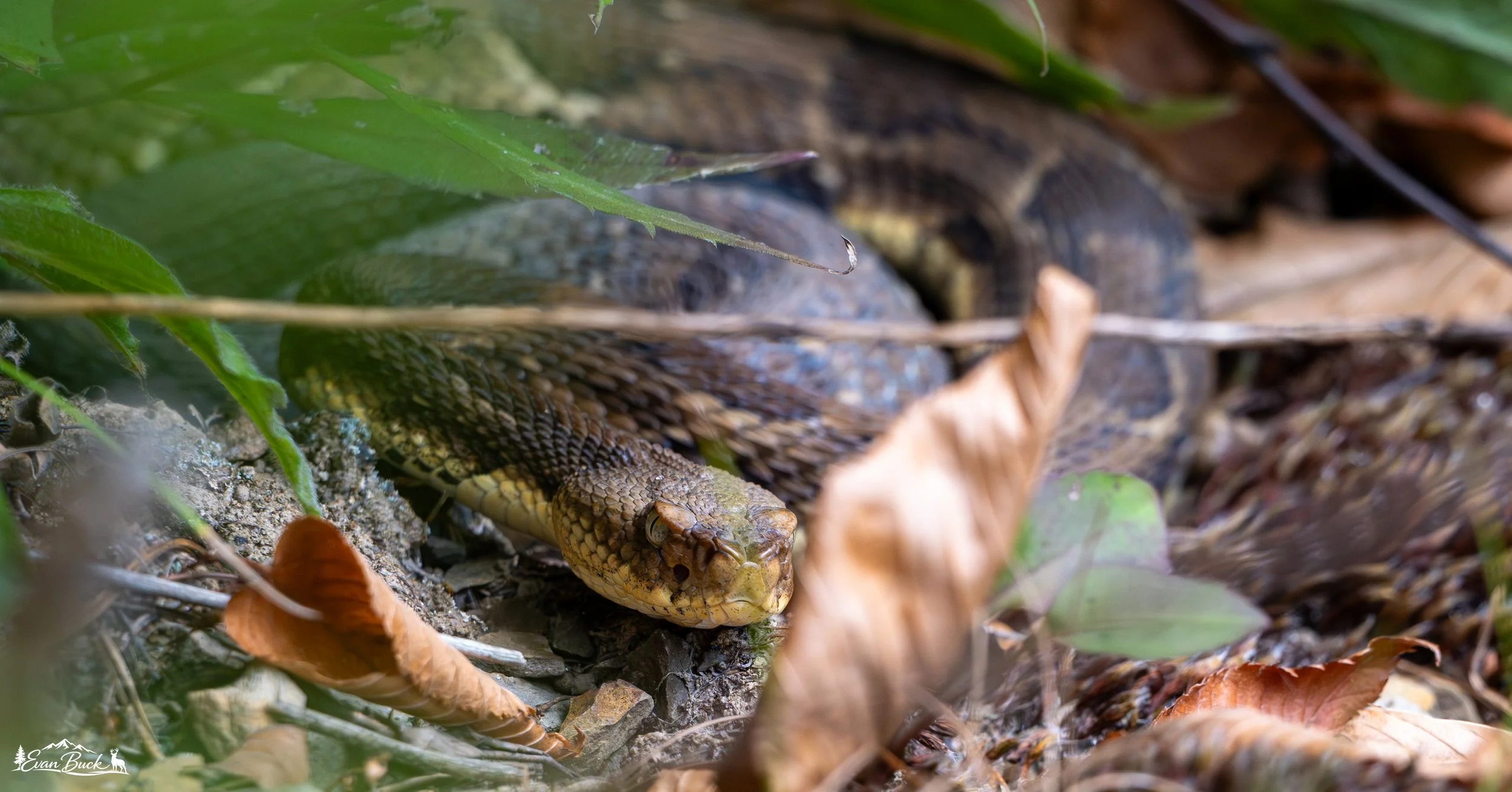 A snake slithering through dry leaves and green plants on the forest floor.