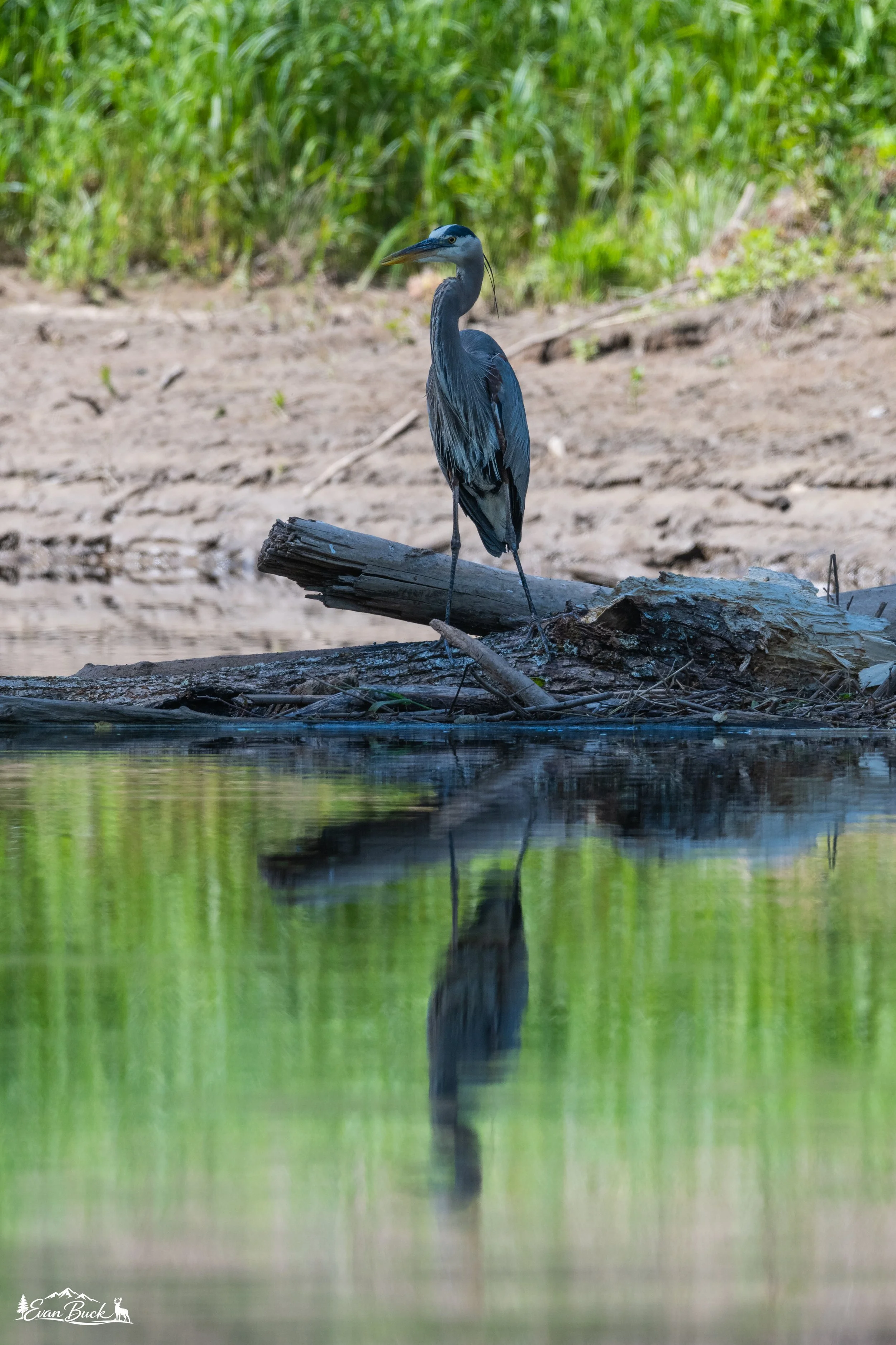 A heron standing on a fallen log by a calm body of water, with green vegetation in the background and its reflection visible in the water.