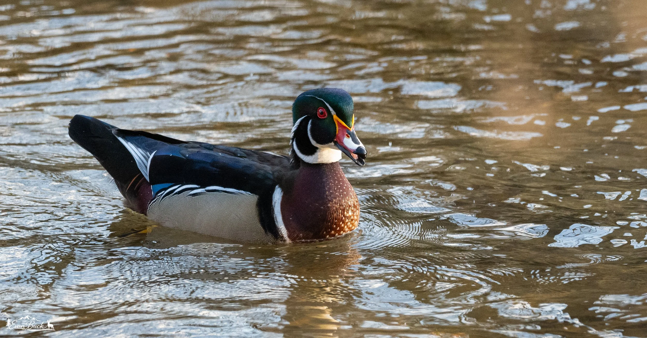 DSC_0241.jpg