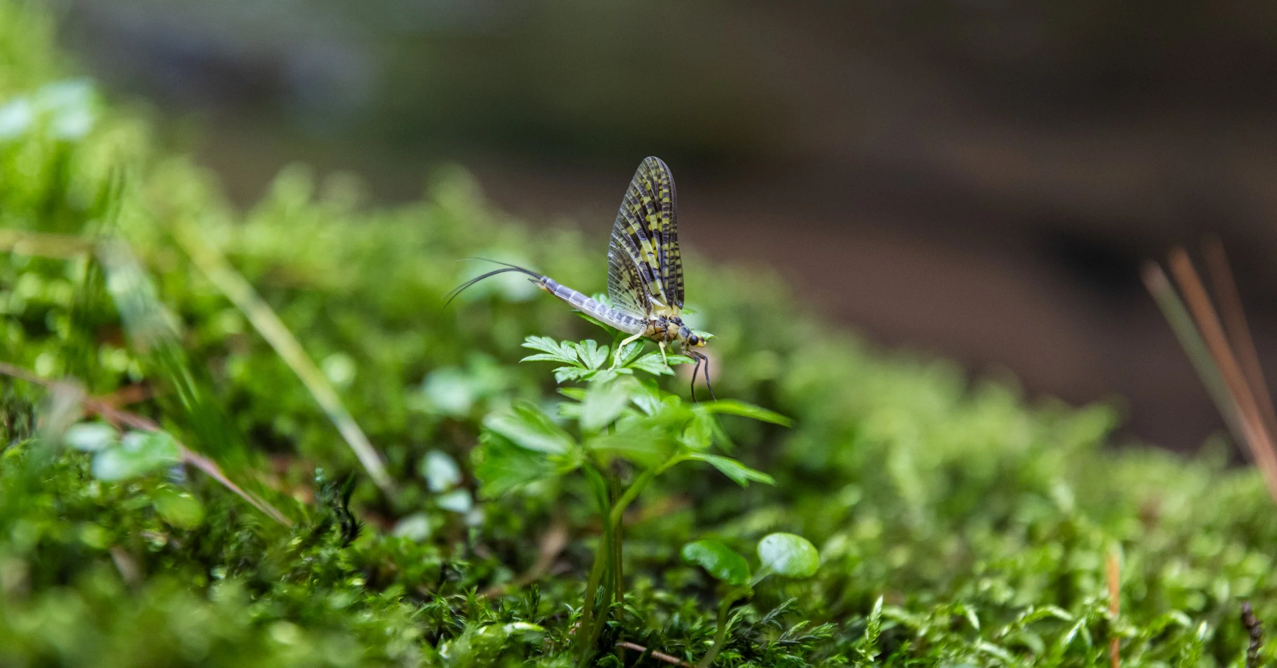 DSC_1267.jpg