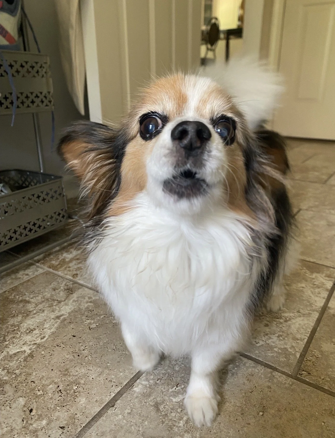 Close-up of a small, long-haired dog with white, brown, and black fur, standing on a tiled floor in a home interior.