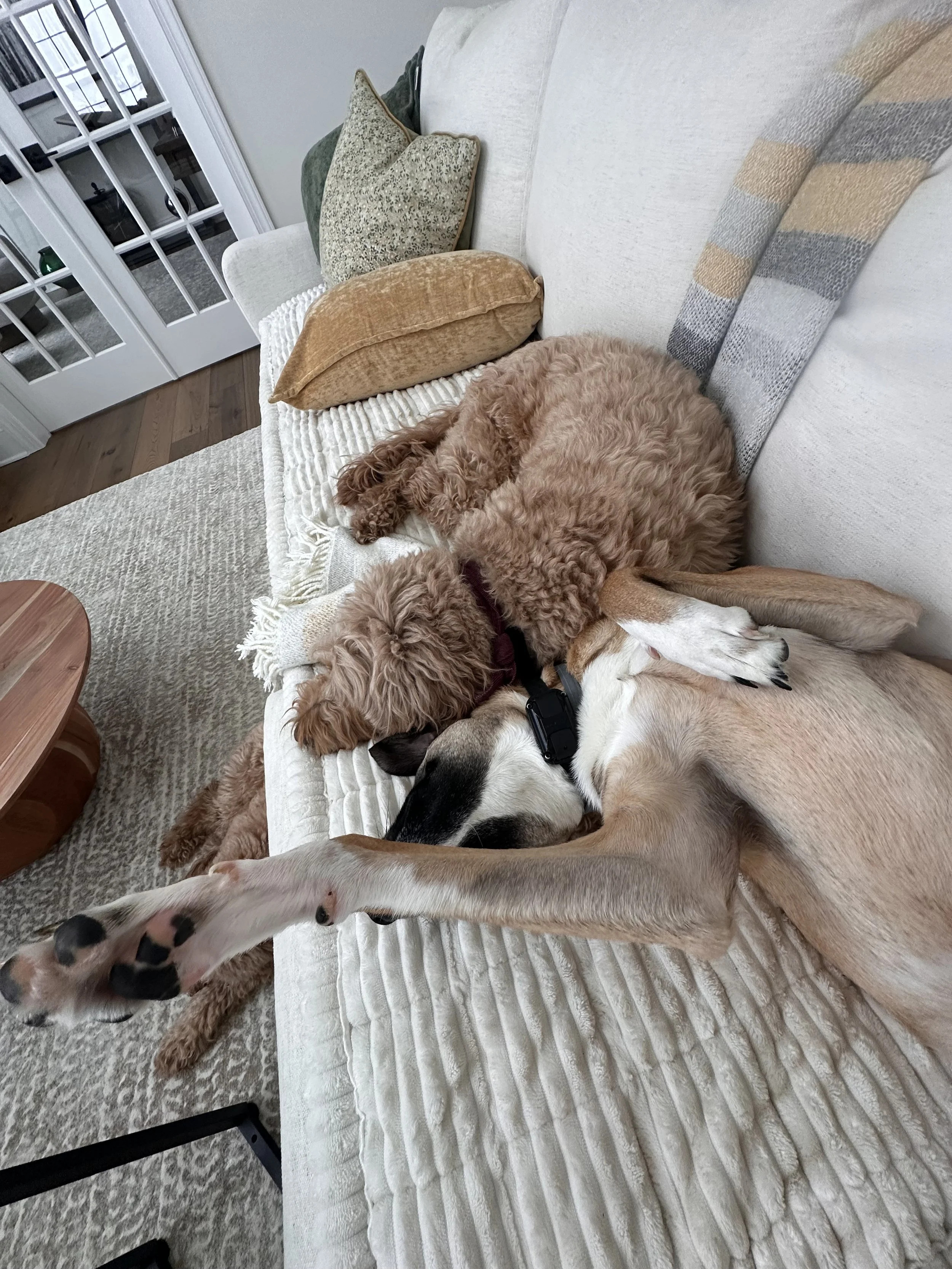 Two dogs, a Golden Doodle and a Whippet, lying together on a white couch. The Golden Doodle is curled up on top of the Whippet, which is stretched out. The couch has several decorative pillows.