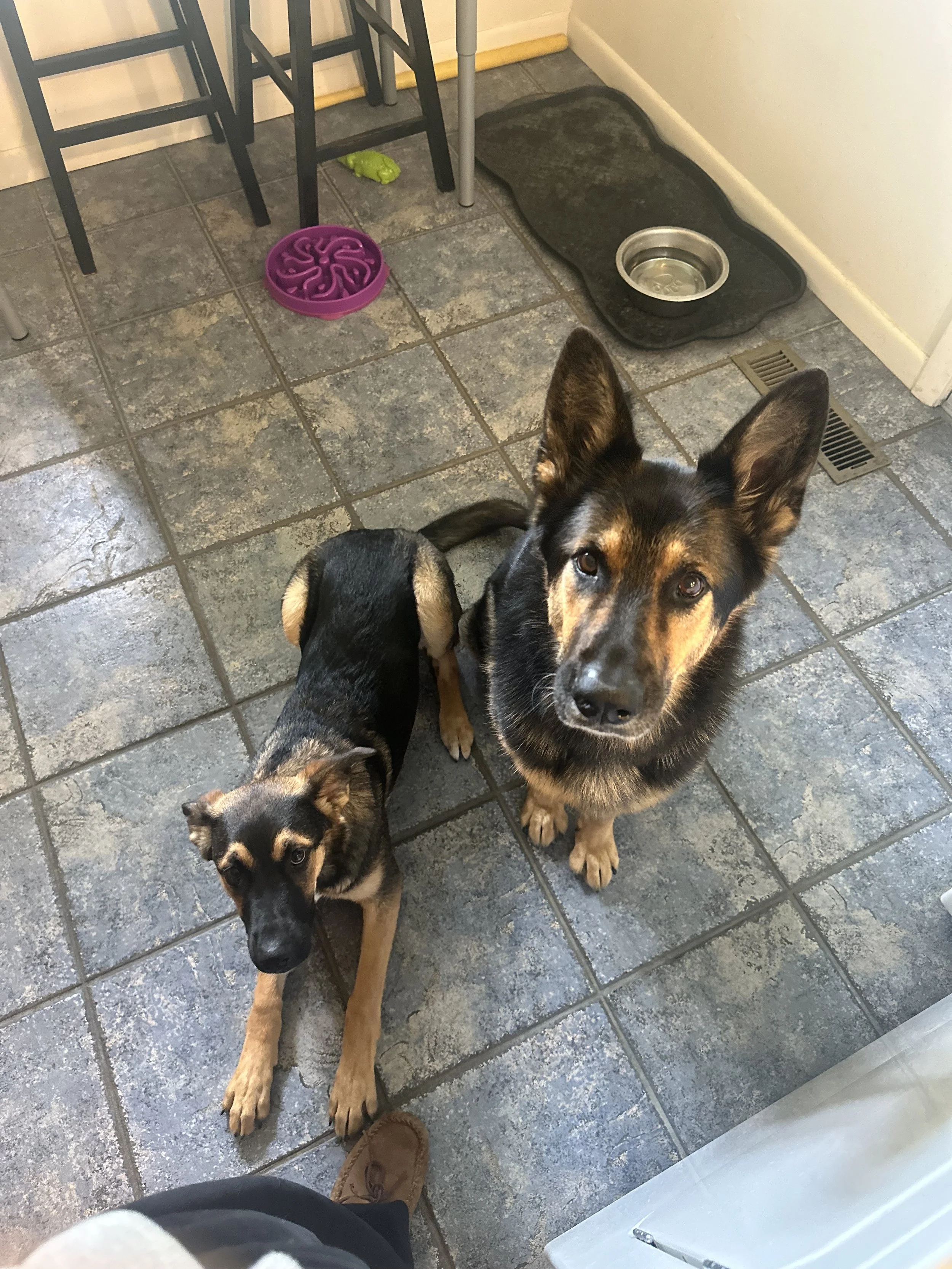 Two dogs standing on a tiled floor in a kitchen or laundry area, looking up at the camera. One is a black and tan dog with large ears, and the other is a black dog with tan markings, lying down on the floor.