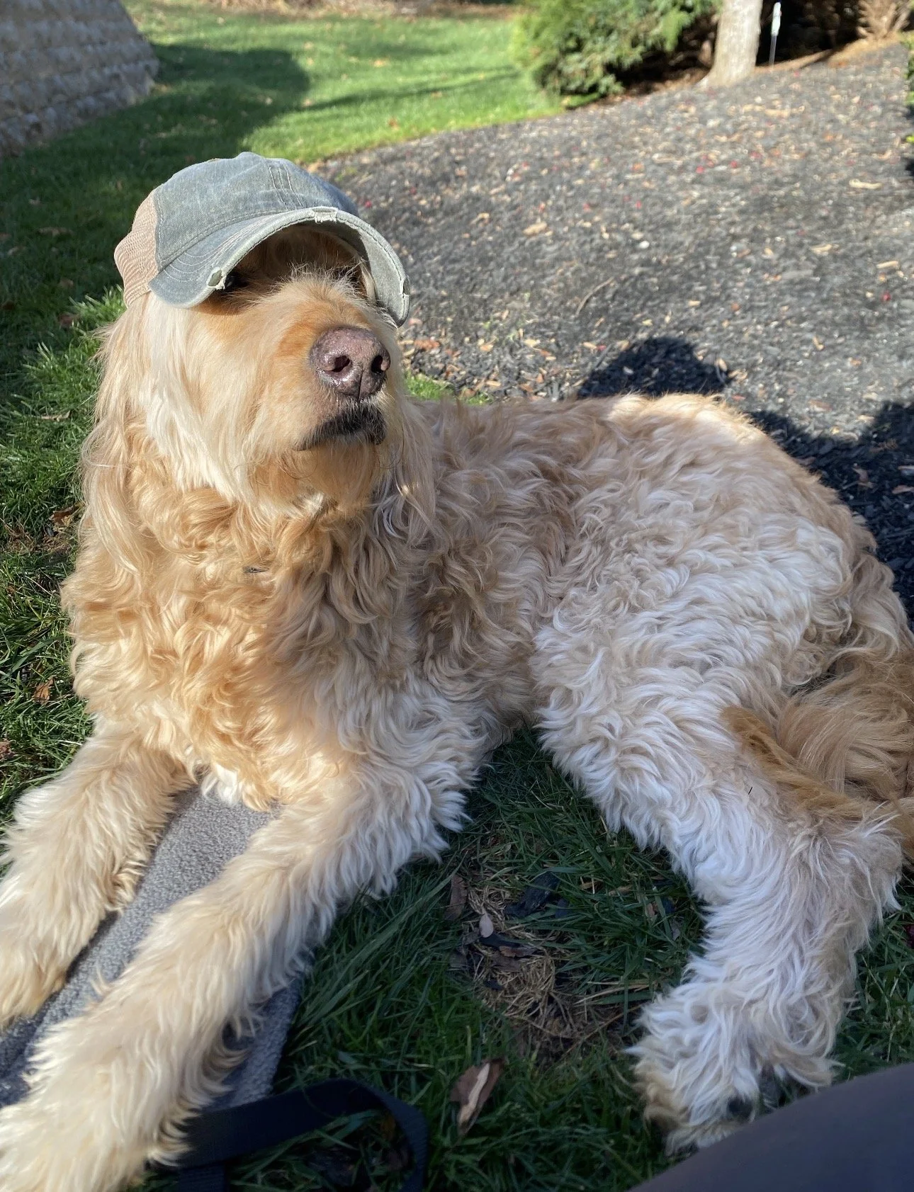 A light-colored, curly-haired dog wearing a gray cap, lying on grass and pavement outdoors.