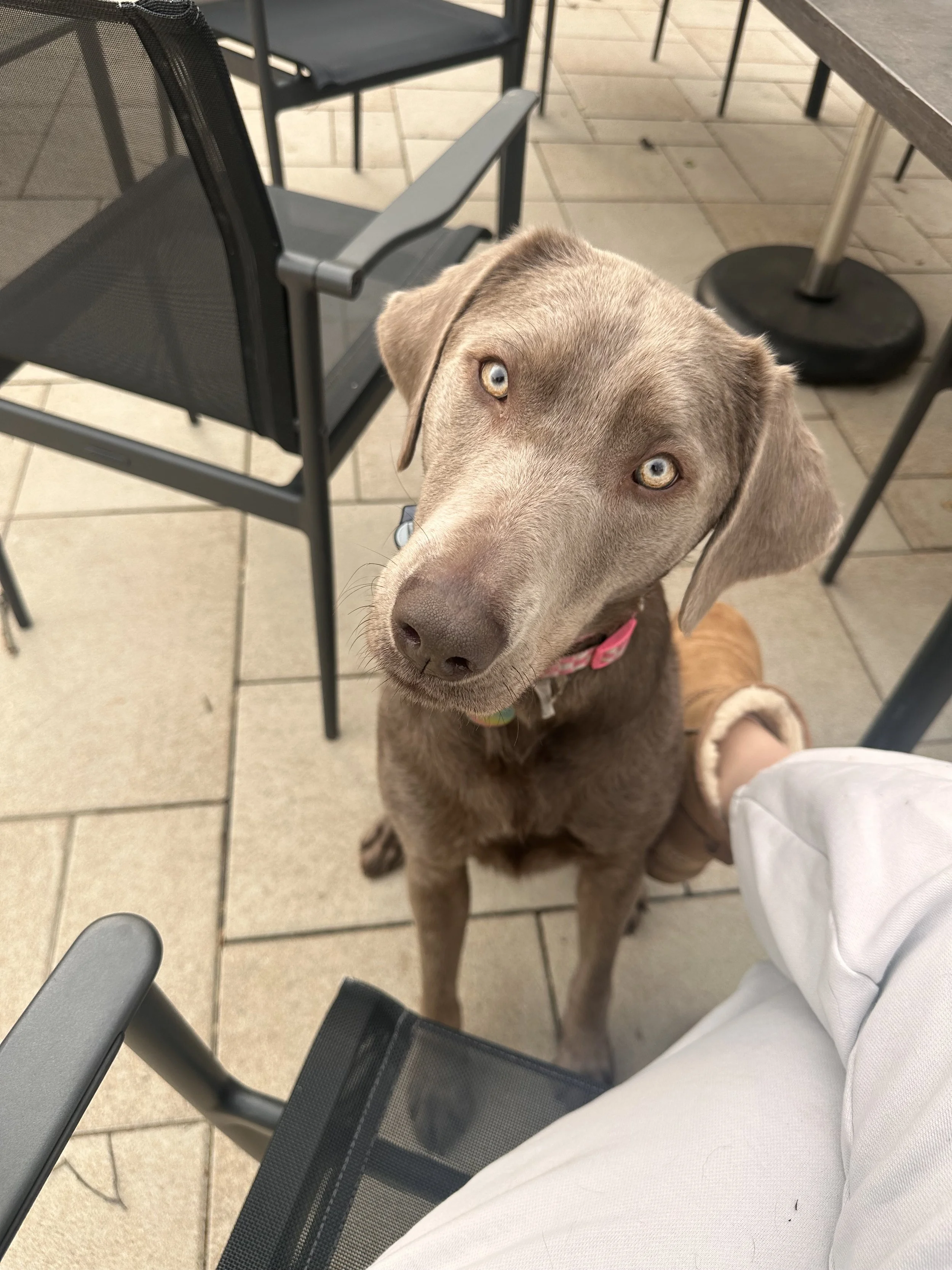 A brown dog with light blue eyes sitting on a patio, looking up at the camera, next to a person's leg in white pants and a foot in a tan slipper, with black chairs and a table in the background.