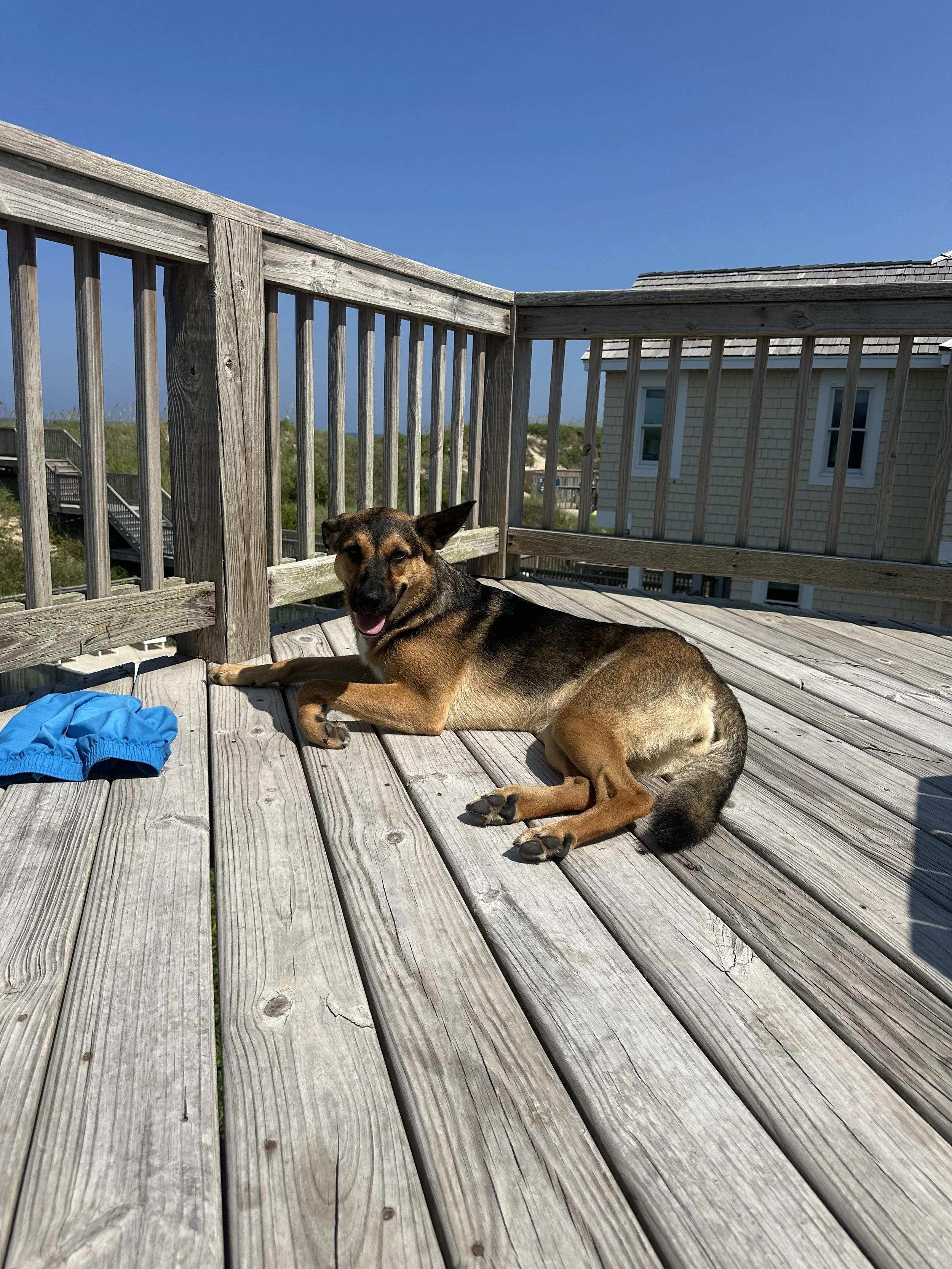 A dog lying on a wooden deck with a blue sky in the background, near a house. The dog is tan with black markings and is looking at the camera.