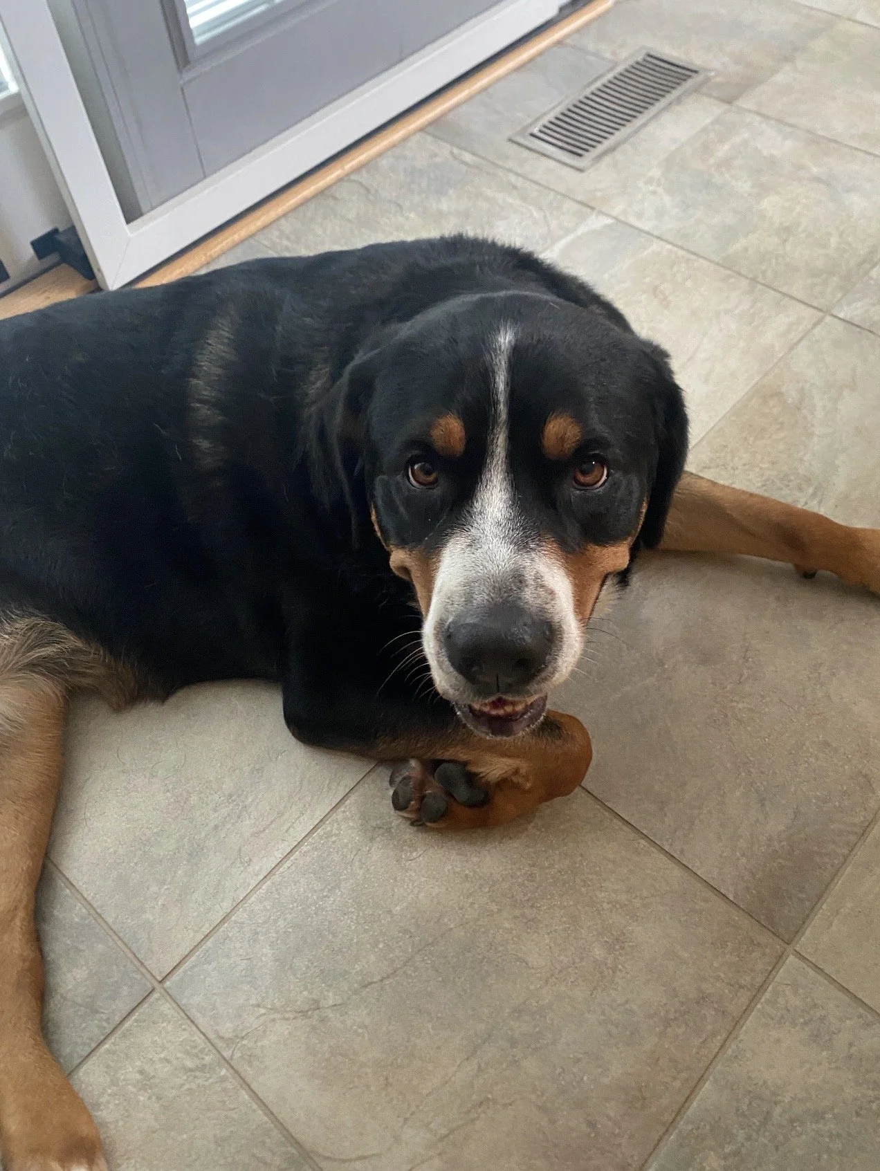 A large black, white, and tan dog lying on a tiled floor, looking up at the camera.