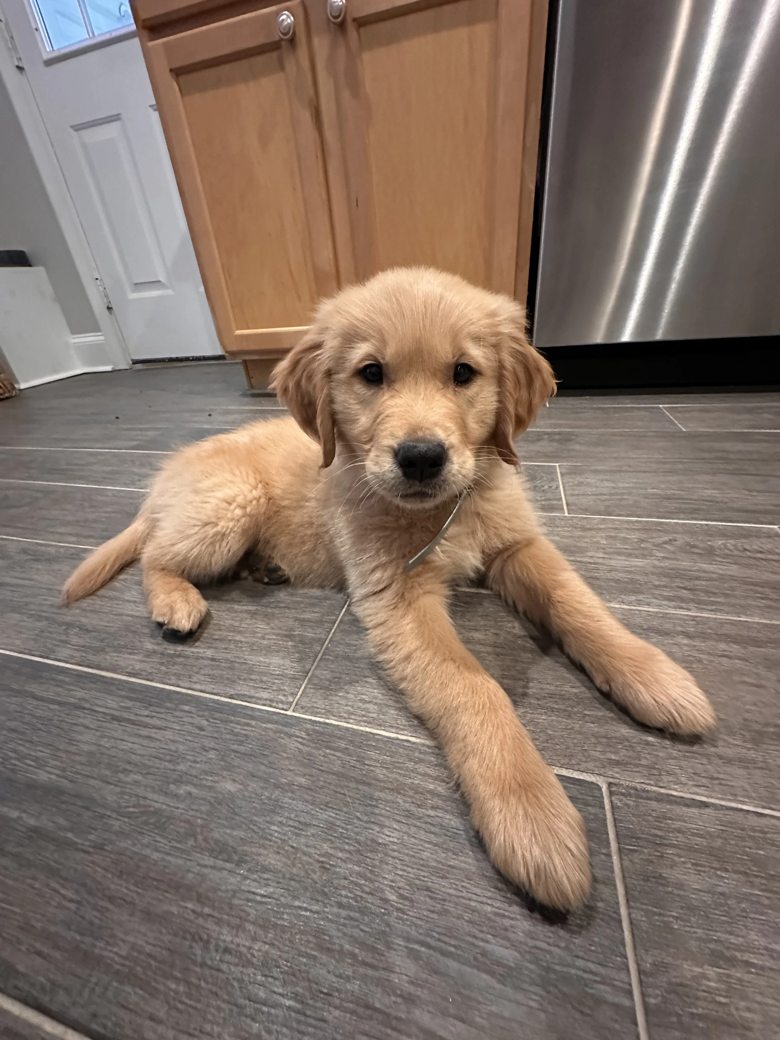 Adorable golden retriever puppy lying on a gray tile floor in a kitchen, looking at the camera.