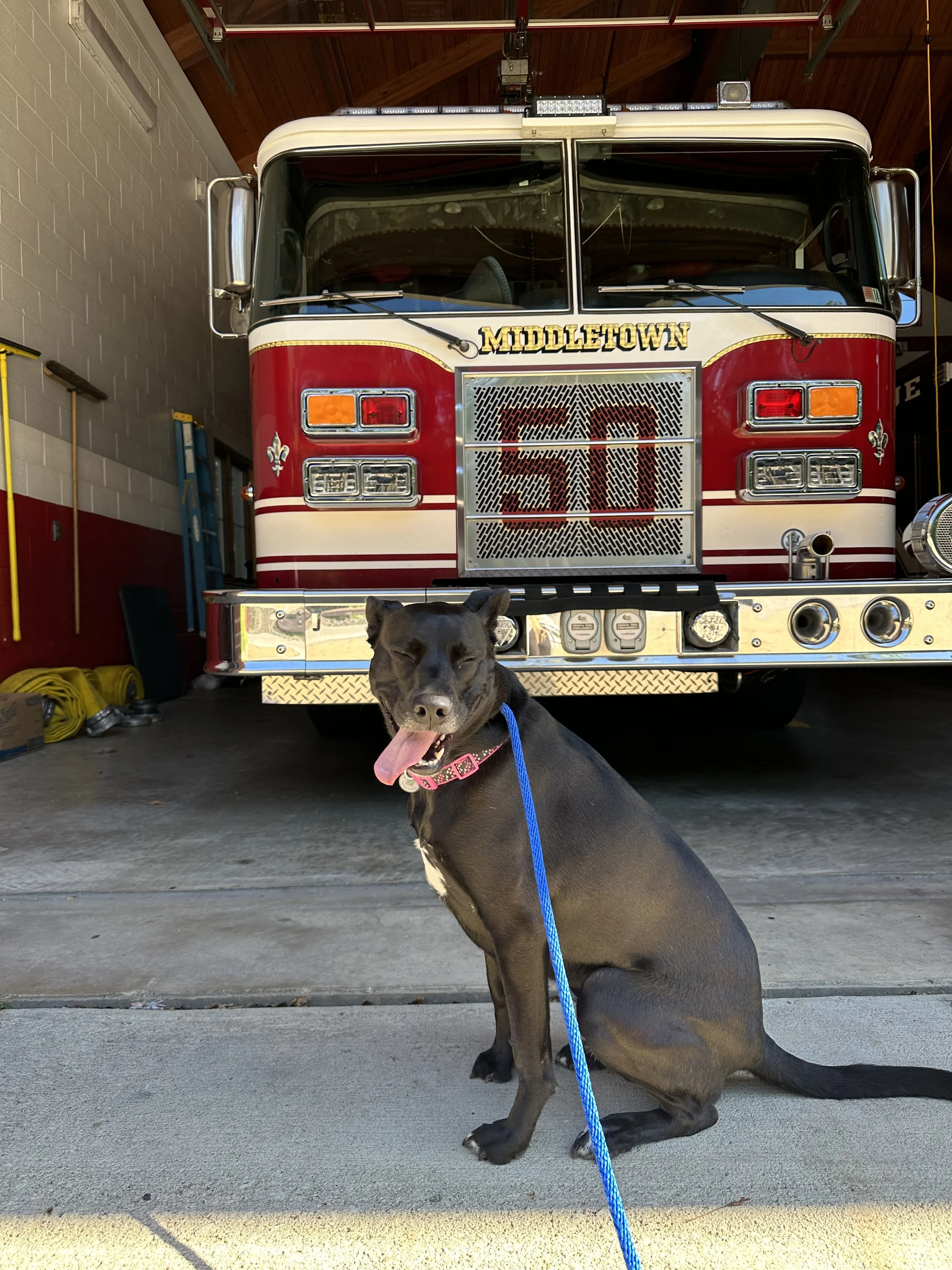 A black dog with a pink collar sitting in front of a red fire truck inside a fire station. The dog has its tongue out and appears happy.