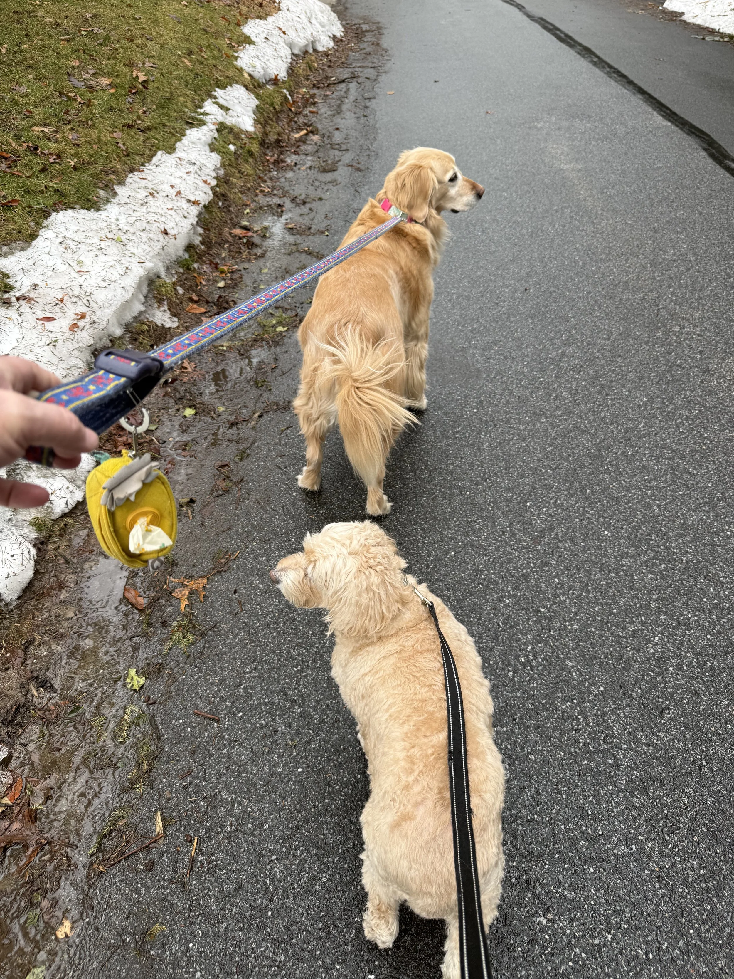 Two dogs being walked on a paved sidewalk. One is a larger golden retriever and the other is a smaller, light-colored poodle. The person holding the leash has a yellow pouch attached to the leash.