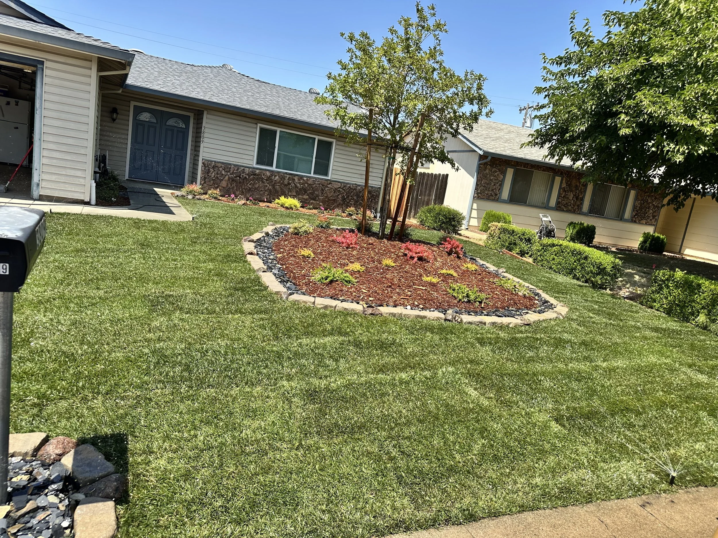 Front yard of a house with a green lawn, a landscaping bed with a tree and colorful shrubs, and neighboring houses. Clear blue sky.