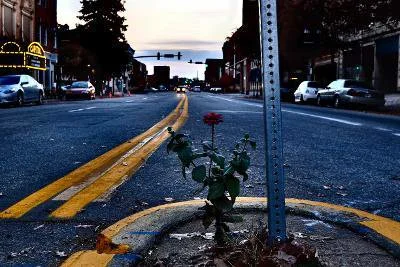 A small flower growing through a crack in the pavement on a city street, with cars parked along the sides and buildings in the background.