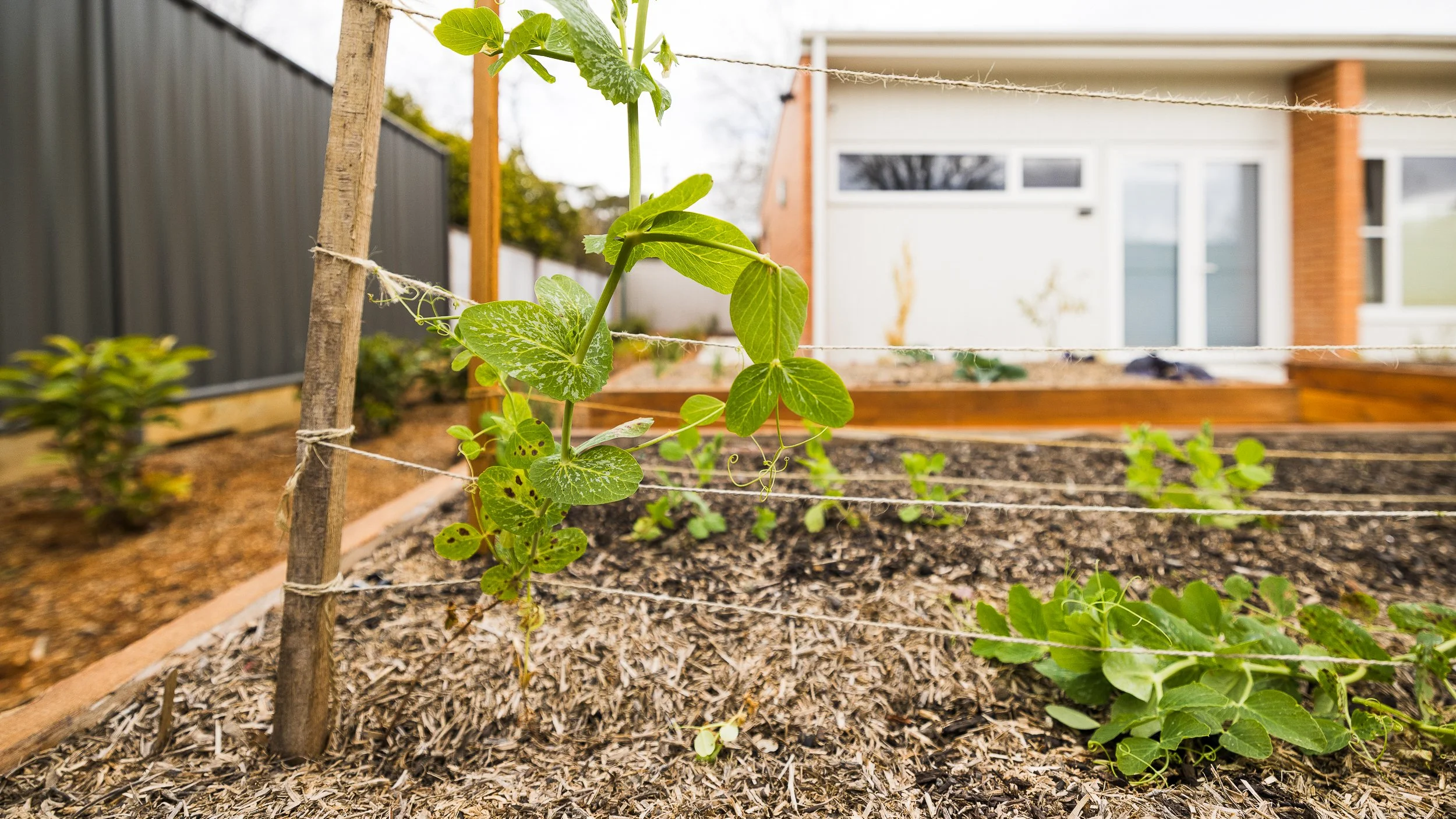 Garden bed with young green plants supported by wooden stakes and string in front of a house with a white garage door and brick accents.