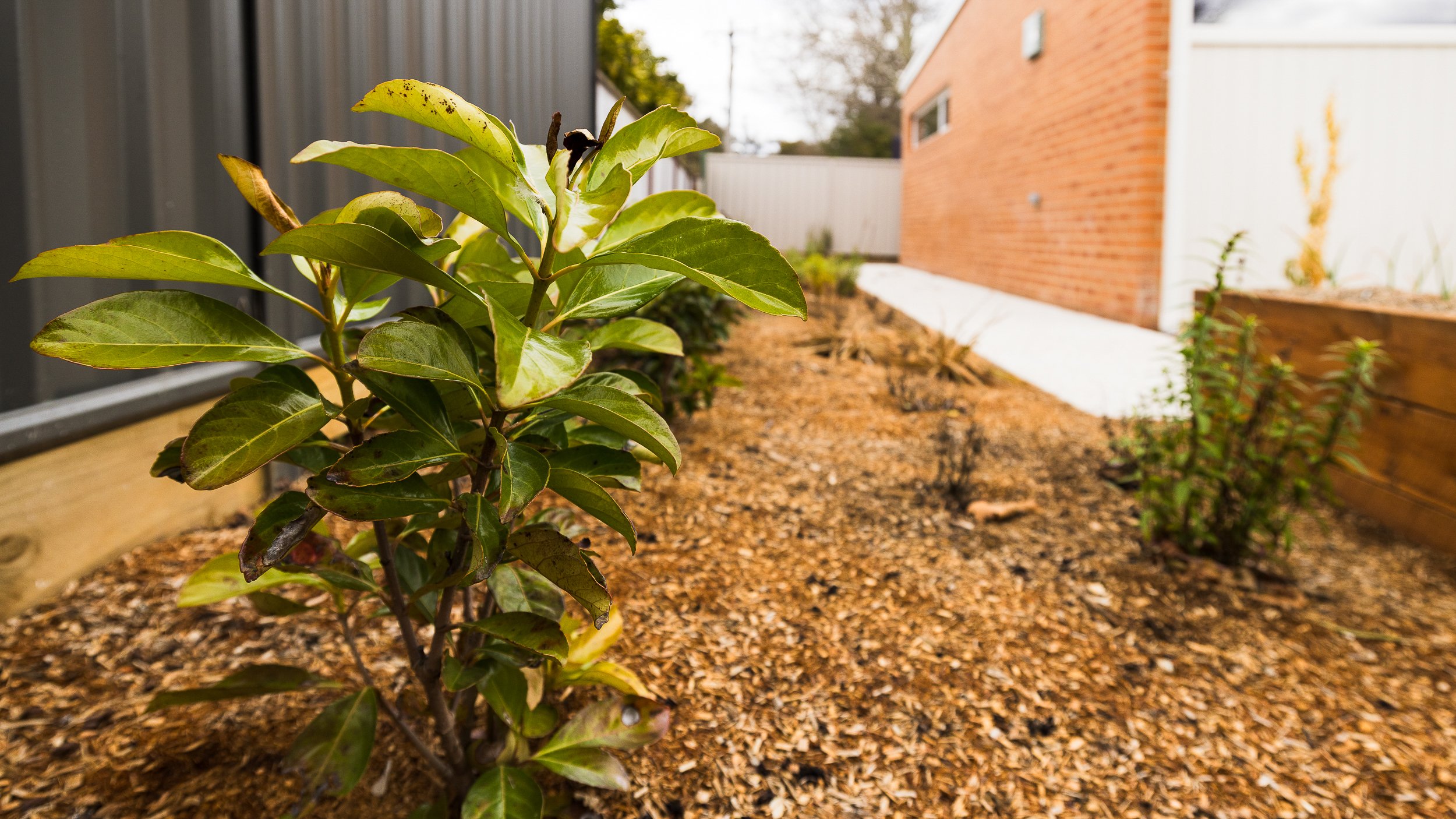 A small shrub with green leaves planted in a mulched garden bed along the side of a brick house, with a white fence in the background.