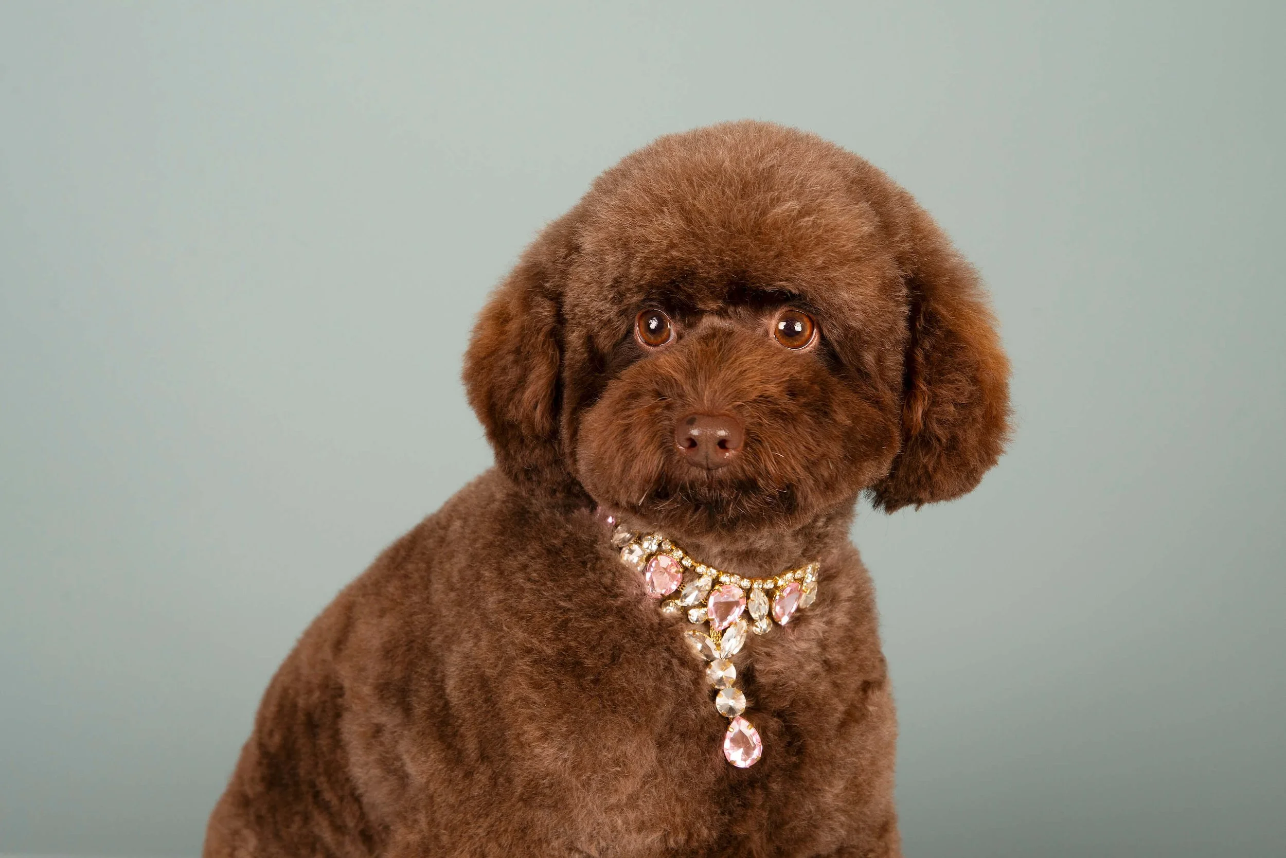 A brown poodle wearing a large, sparkly pink and clear jeweled necklace against a plain light blue background.