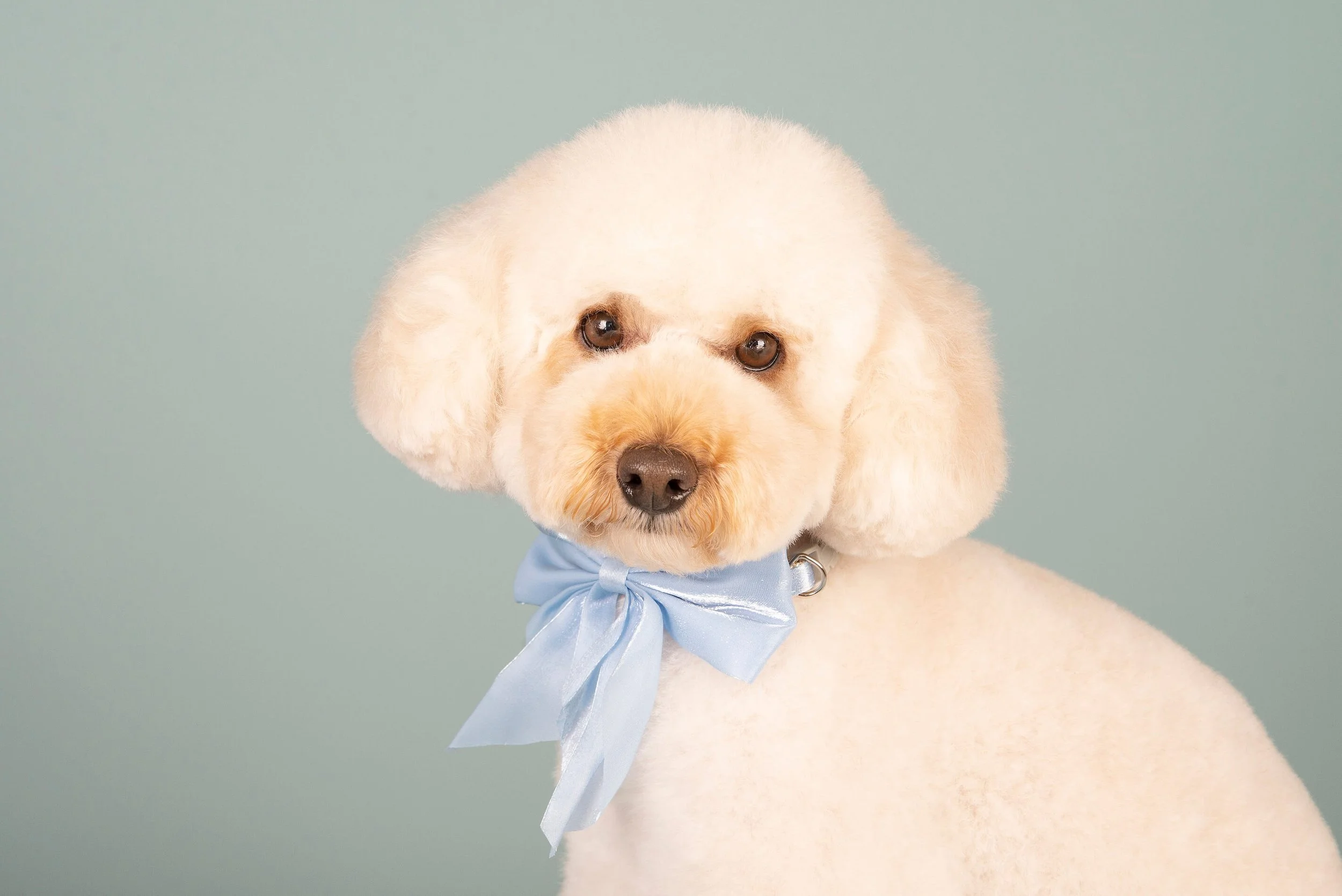 A cute white poodle with a light blue bow tie around its neck, looking directly at the camera against a pale green background.