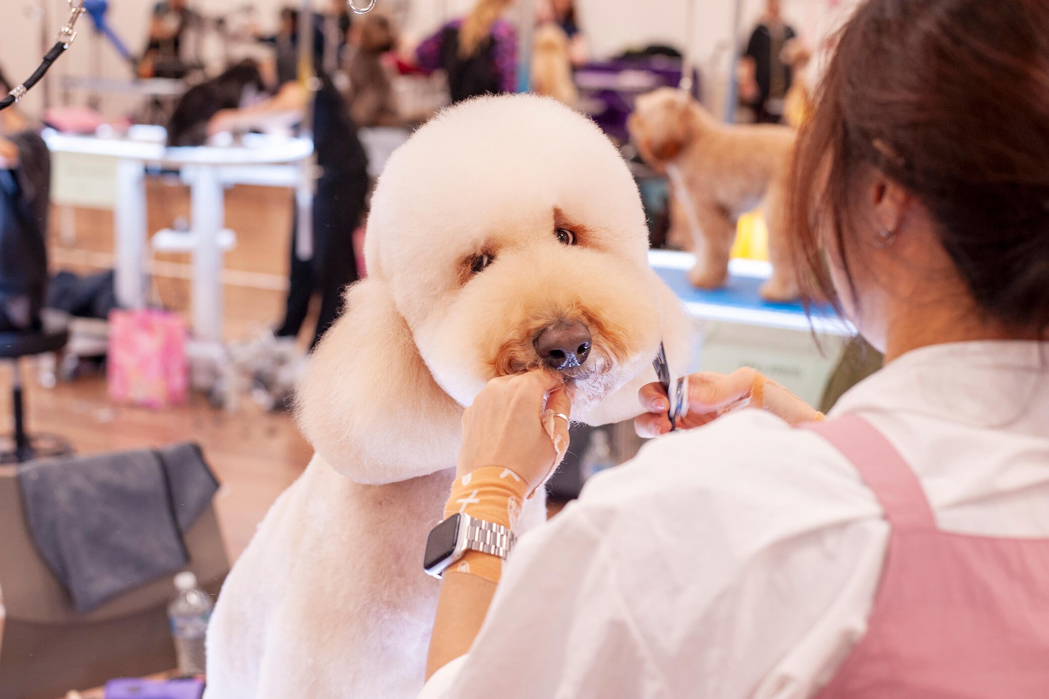 Close-up of a groomed, fluffy, pale gold dog with a round face being groomed at a dog show by a woman in a white and pink uniform, with other dogs and people in the background.