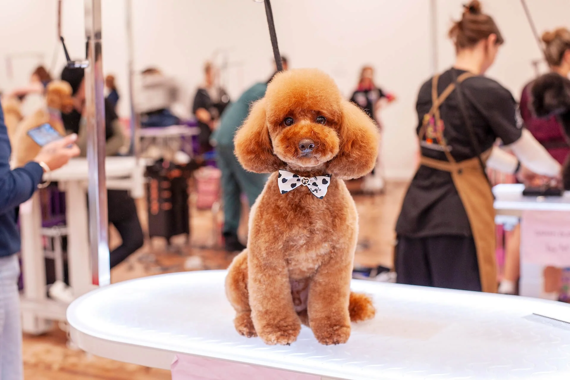 A Cocker Spaniel dog with a bow tie sitting on a grooming table at a pet grooming event.