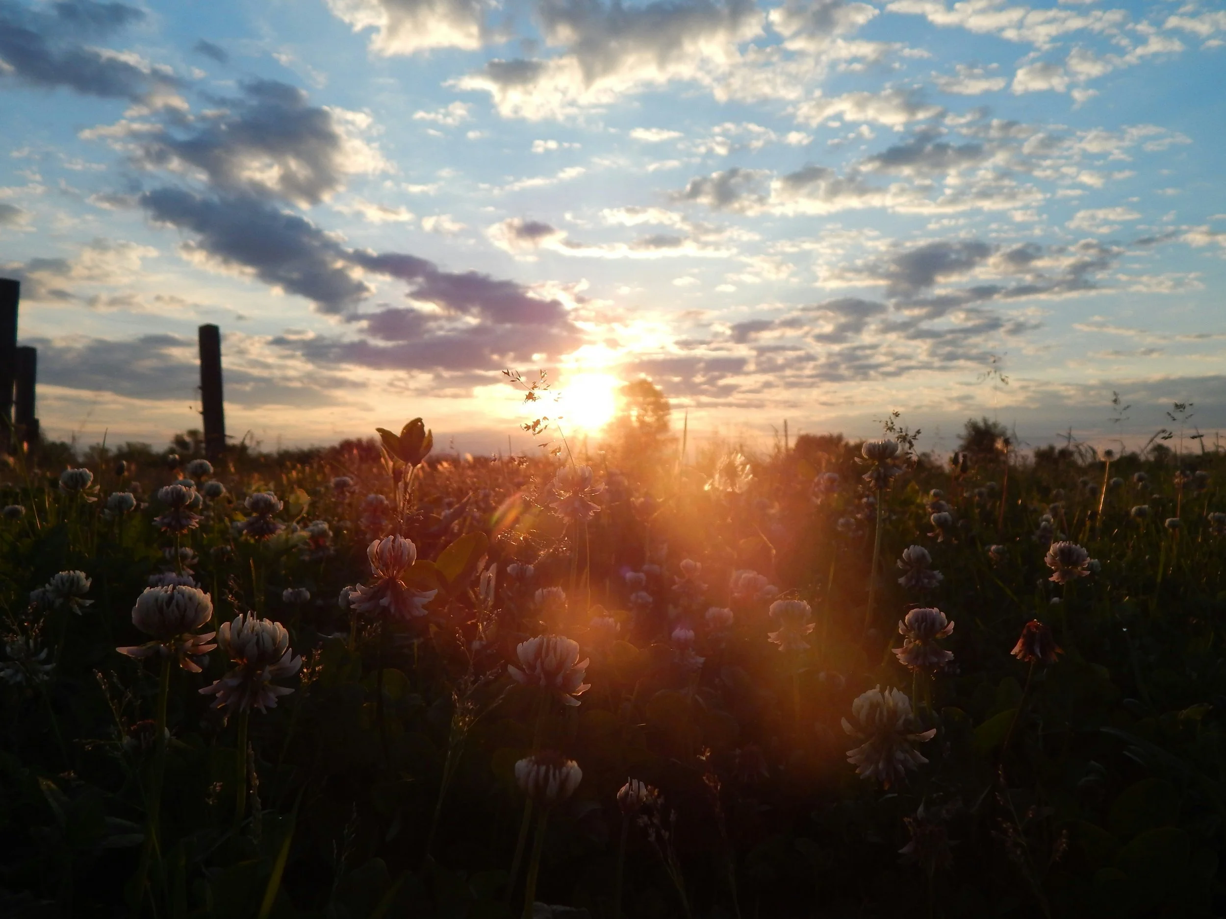 A field of blooming flowers with the sun setting, partially obscured by clouds in a blue sky.