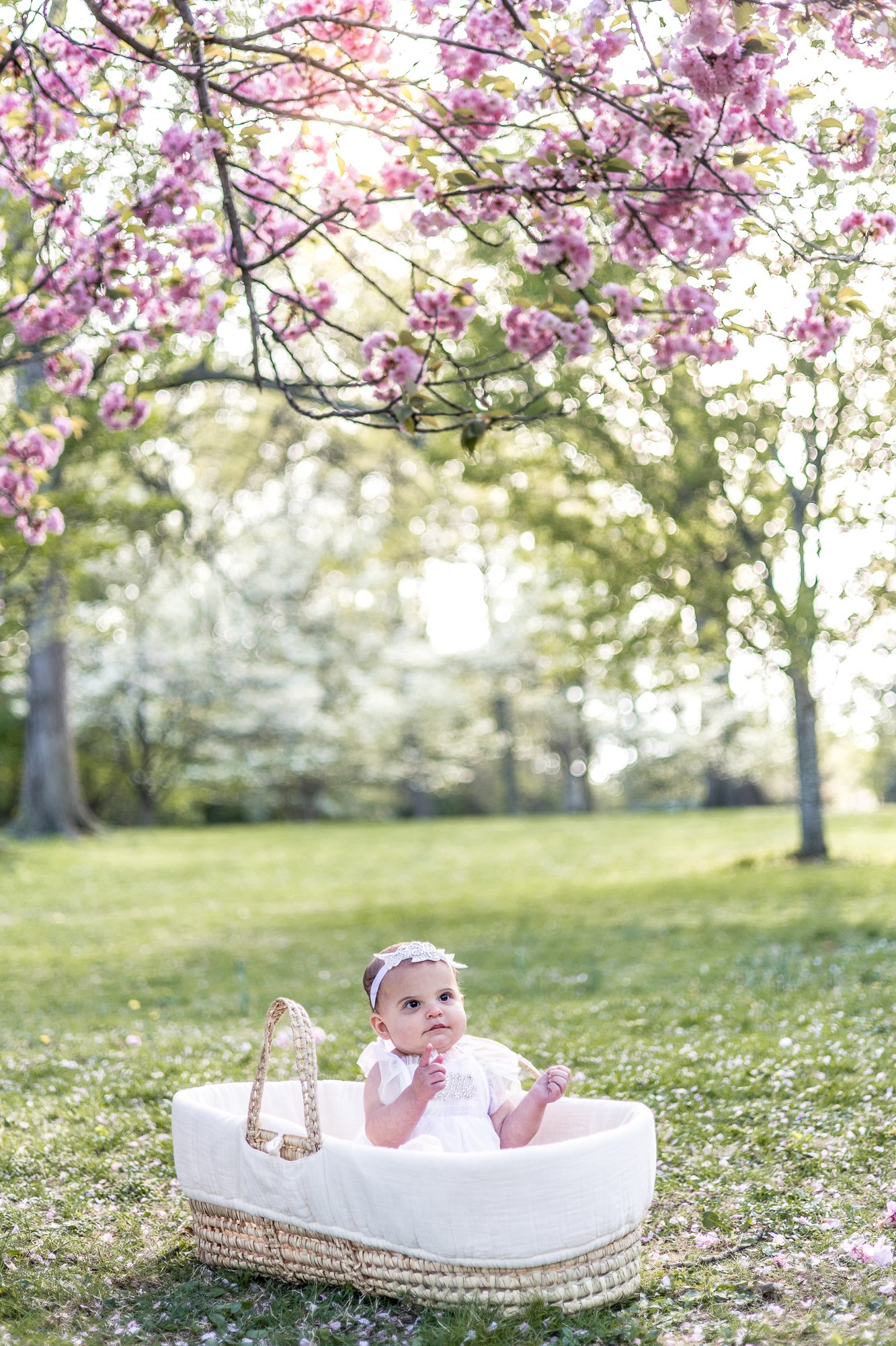 A baby girl sitting in a white woven baby bassinet outdoors in a park, with trees and sunlight in the background, and pink flowers on a tree overhead.