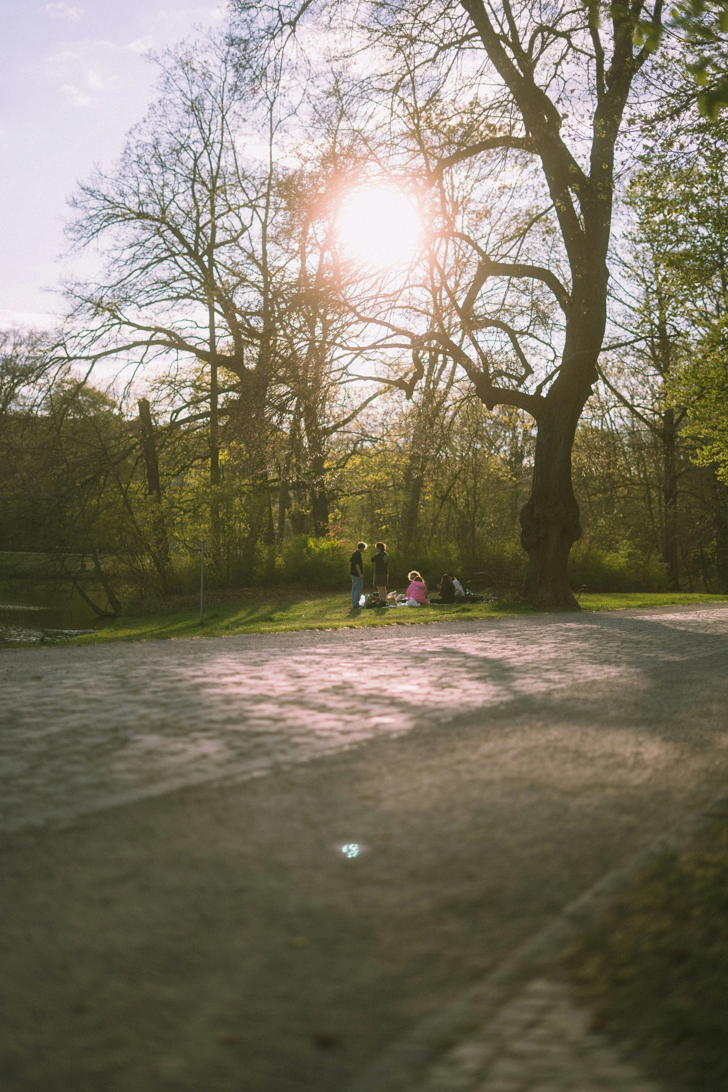 People gathered outdoors near large trees during sunset in a park.