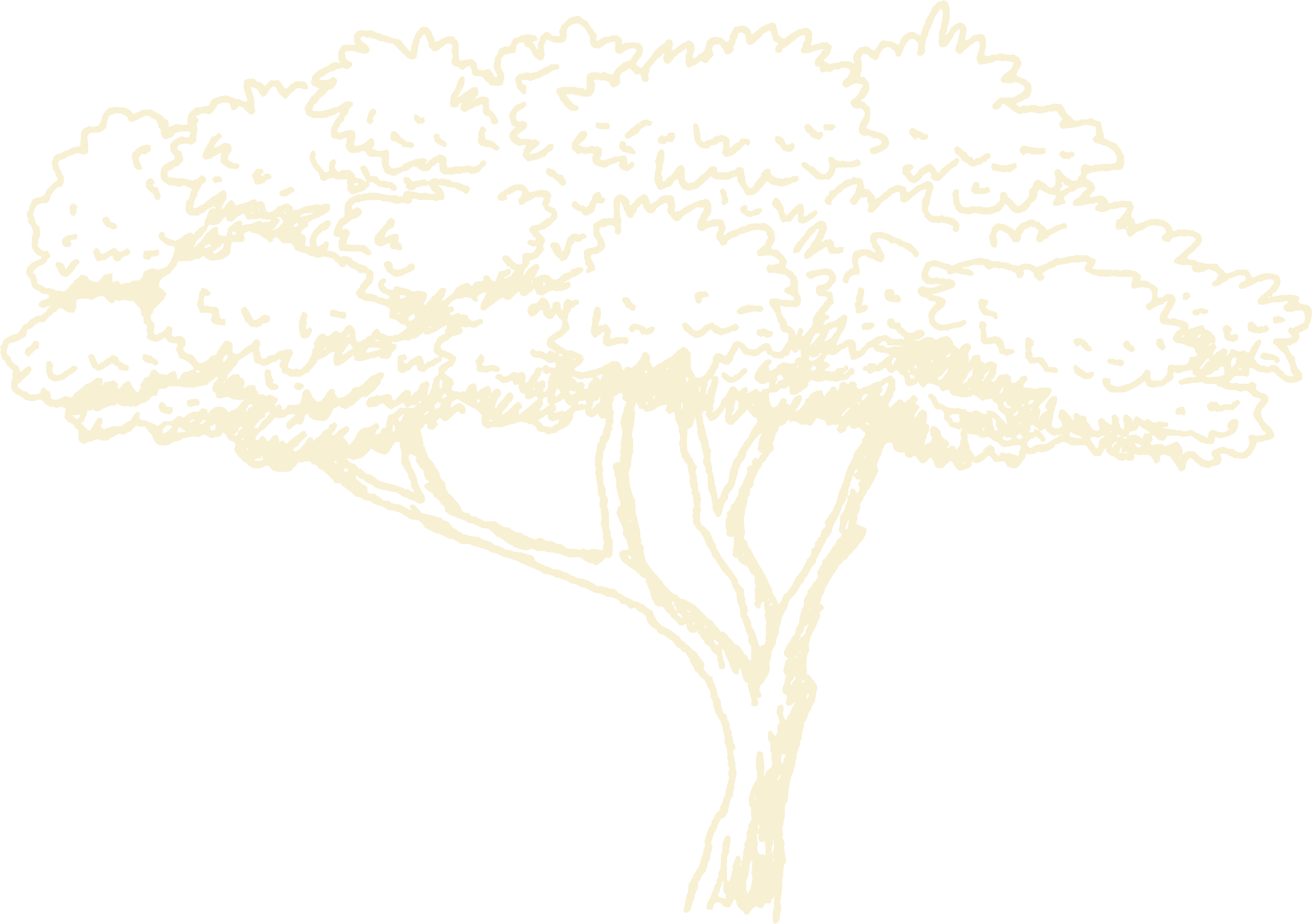 Outline drawing of a tamarisk tree.