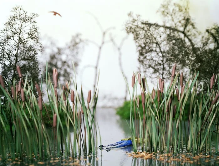 Wetland scene with tall cattails in the foreground, trees in the background, a bird flying overhead, and a calm water body reflecting the sky and vegetation.