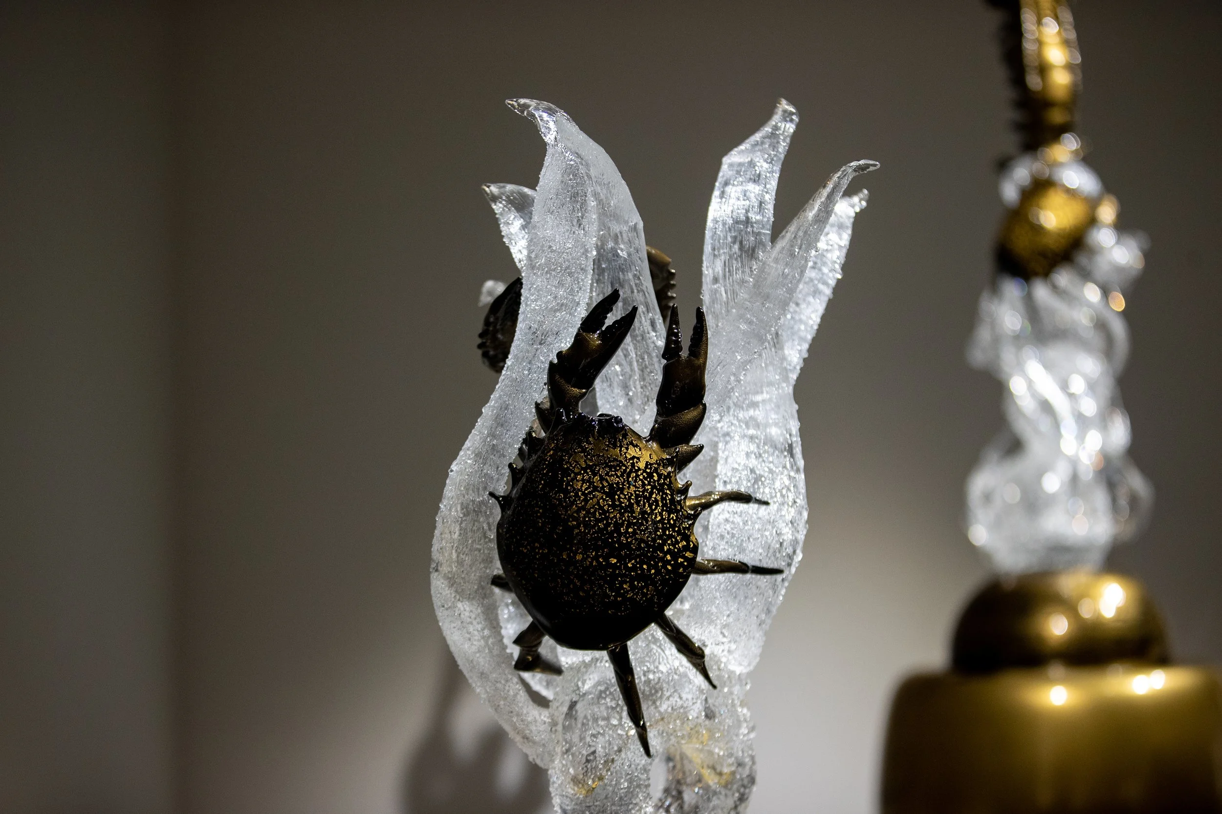 A small black scorpion with gold markings on its body climbing on an icy surface.