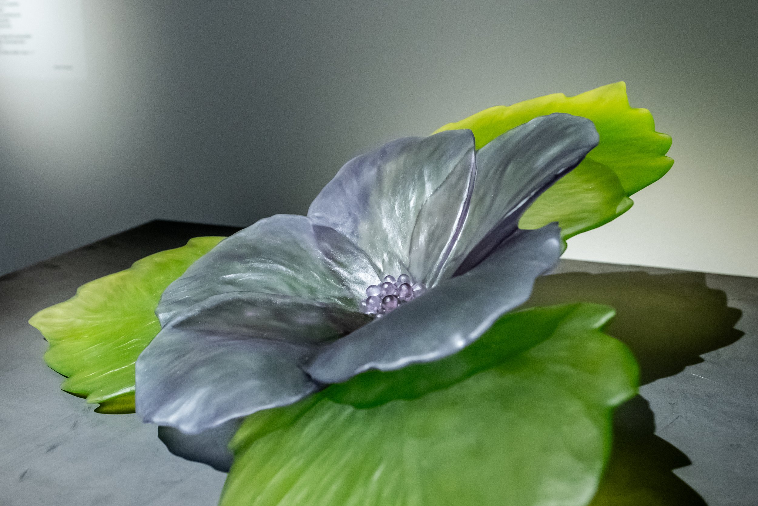 Donna Rice (American, born 1959).  Hibiscus , 2019. Cast glass, beeswax. 6 1/2 × 15 7/8 × 17 inches. Cafesjian Art Trust Museum, 2024.003.1. © Donna Rice 