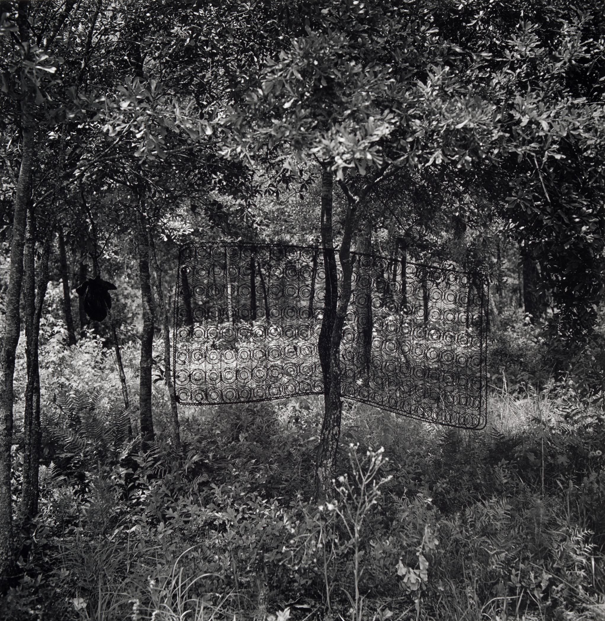 Black and white photo of dense trees with leaves and branches, a metal fence with circular patterns partially visible at the bottom.