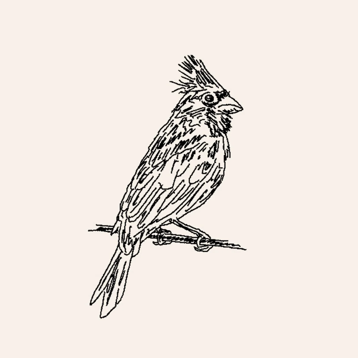 Black and white illustration of a bird with a crest, perched on a branch.