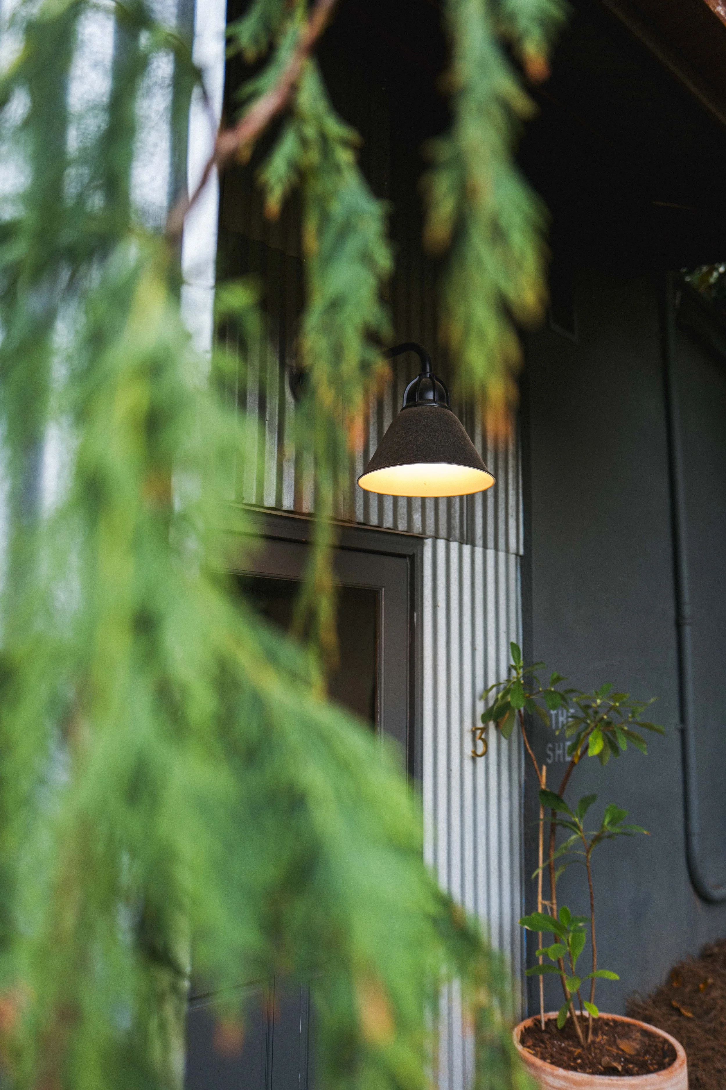 Close-up of a potted plant with green leaves on the right, and hanging green foliage in the foreground, a dark wall and a wall-mounted light fixture in the background.