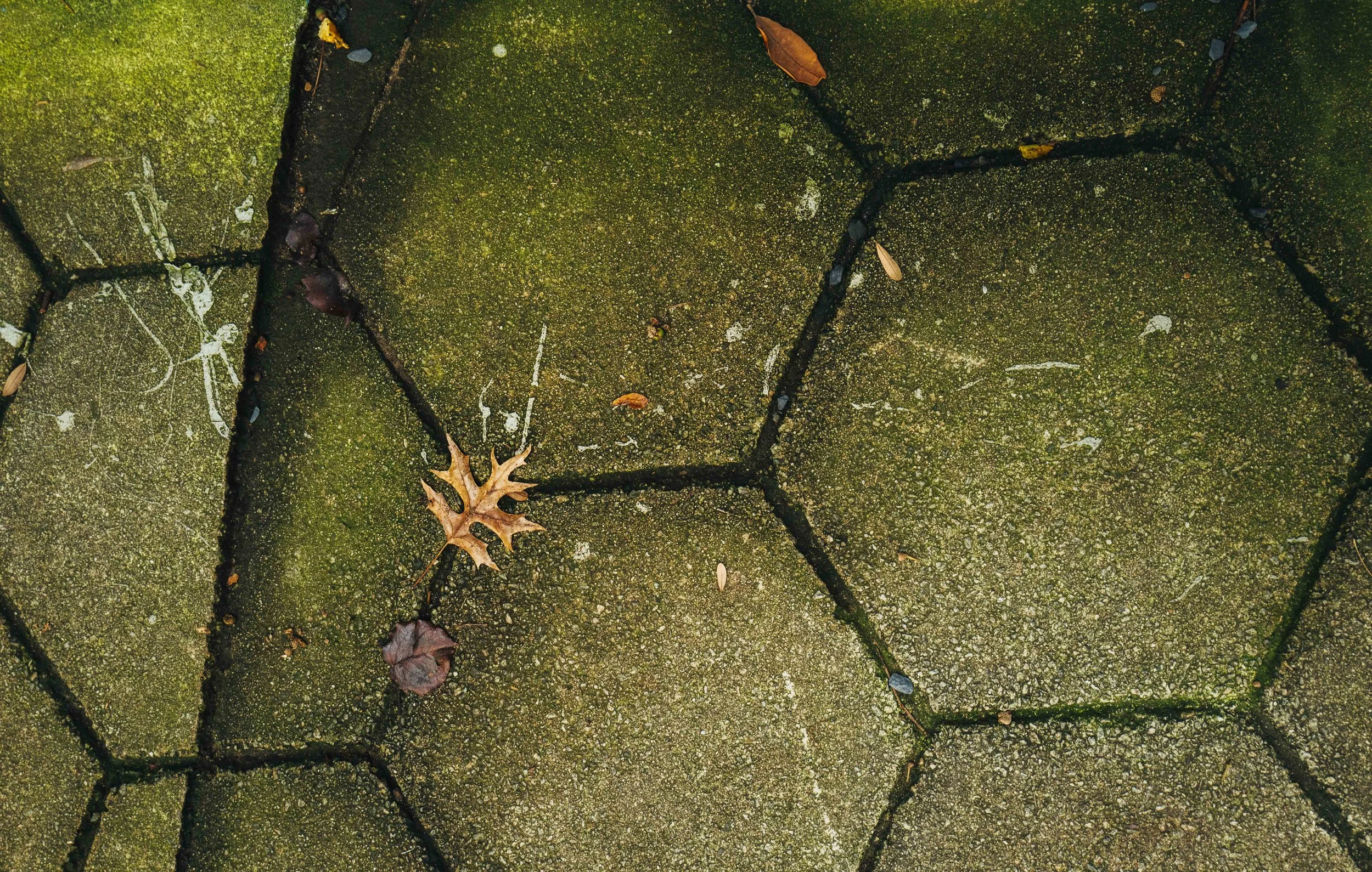 Close-up of wet green mossy concrete pavers with fallen brown leaves and small twigs.