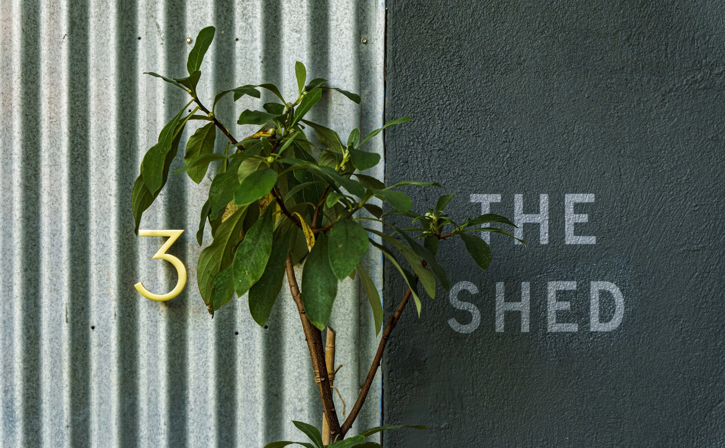 A small green leafy plant growing next to a corrugated metal panel with a yellow number 3 attached. Part of a dark textured wall with partially visible white text reading 'THE' and 'SHED'.