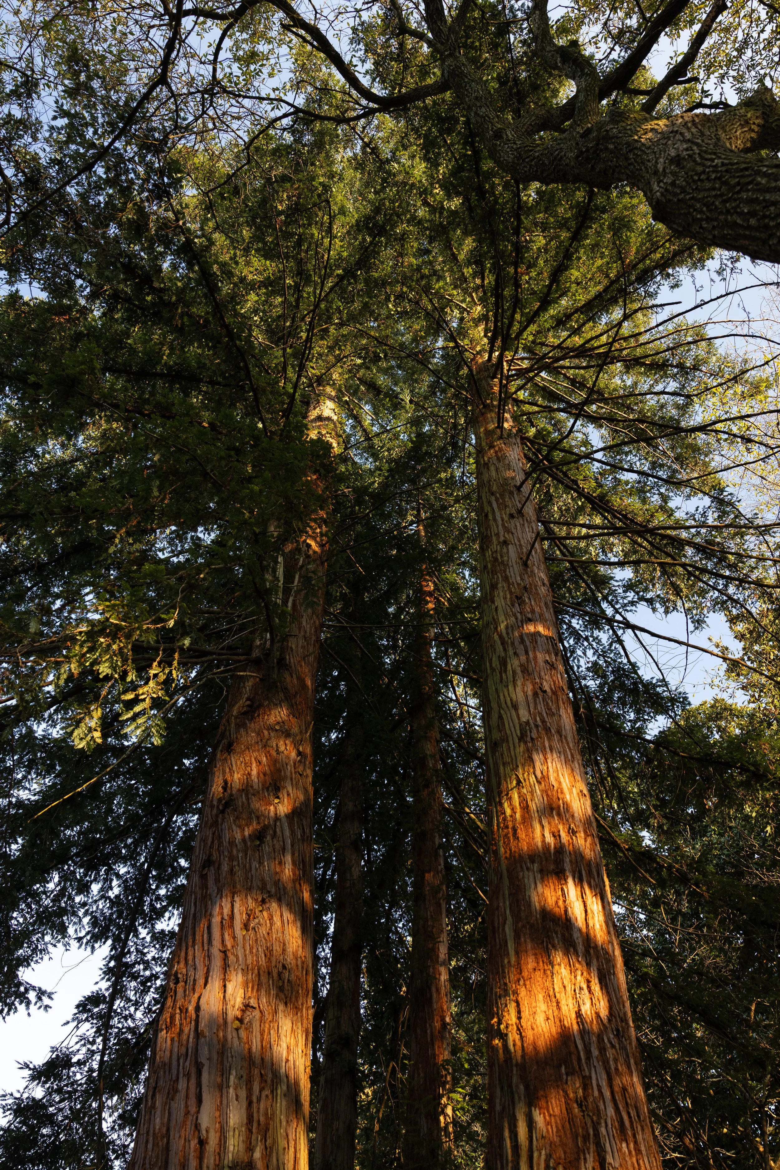 Looking up at tall trees with textured bark and green leaves, sunlight casting shadows.
