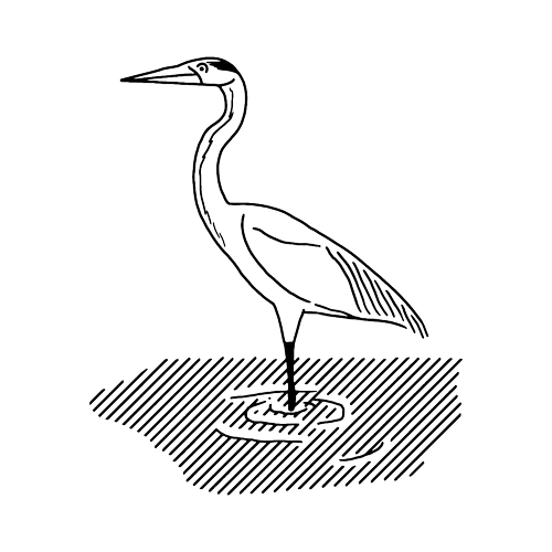 Line drawing of a heron standing on one leg in water.
