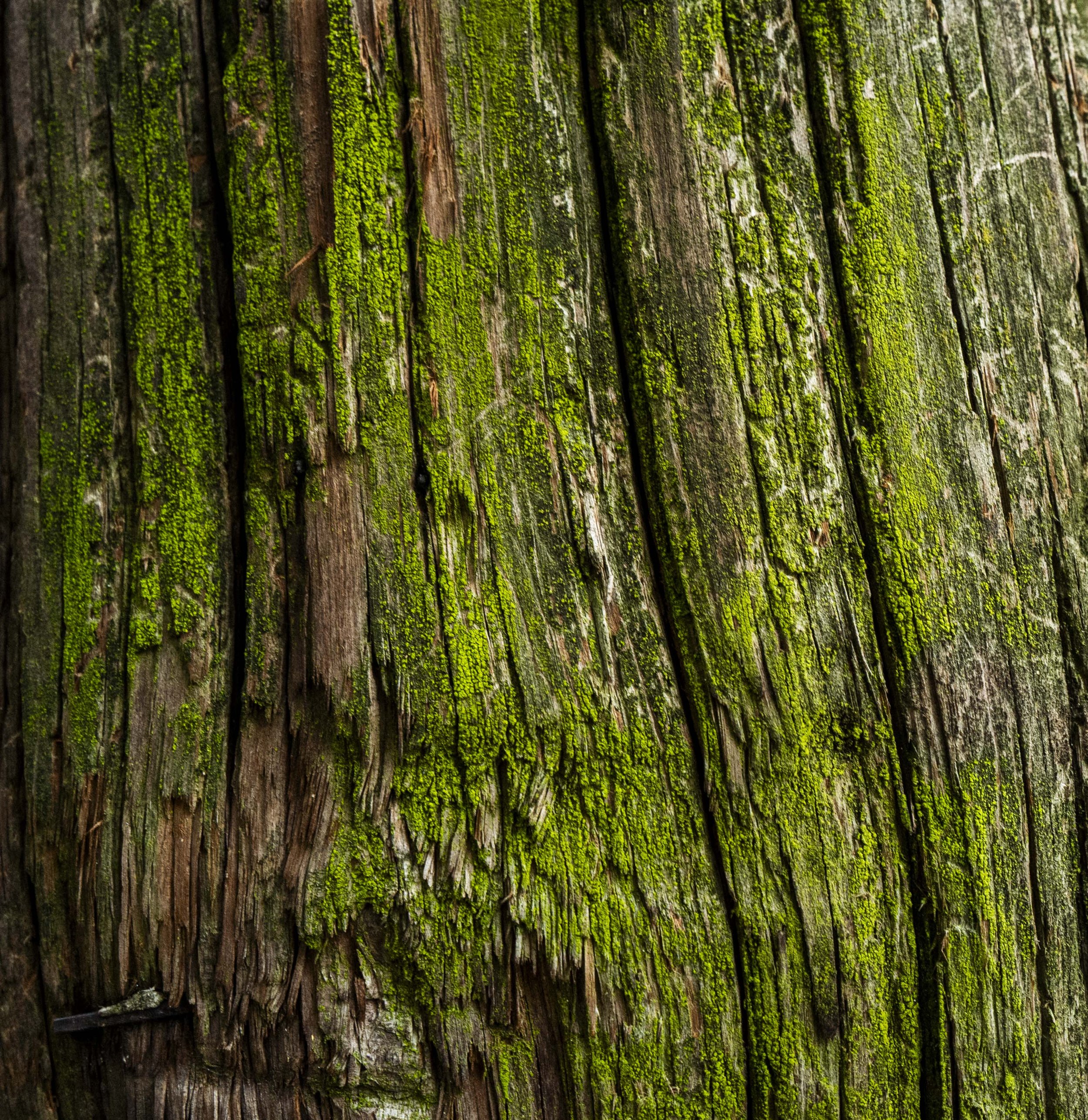 Close-up view of a weathered wooden surface with patches of bright green moss growing on it.